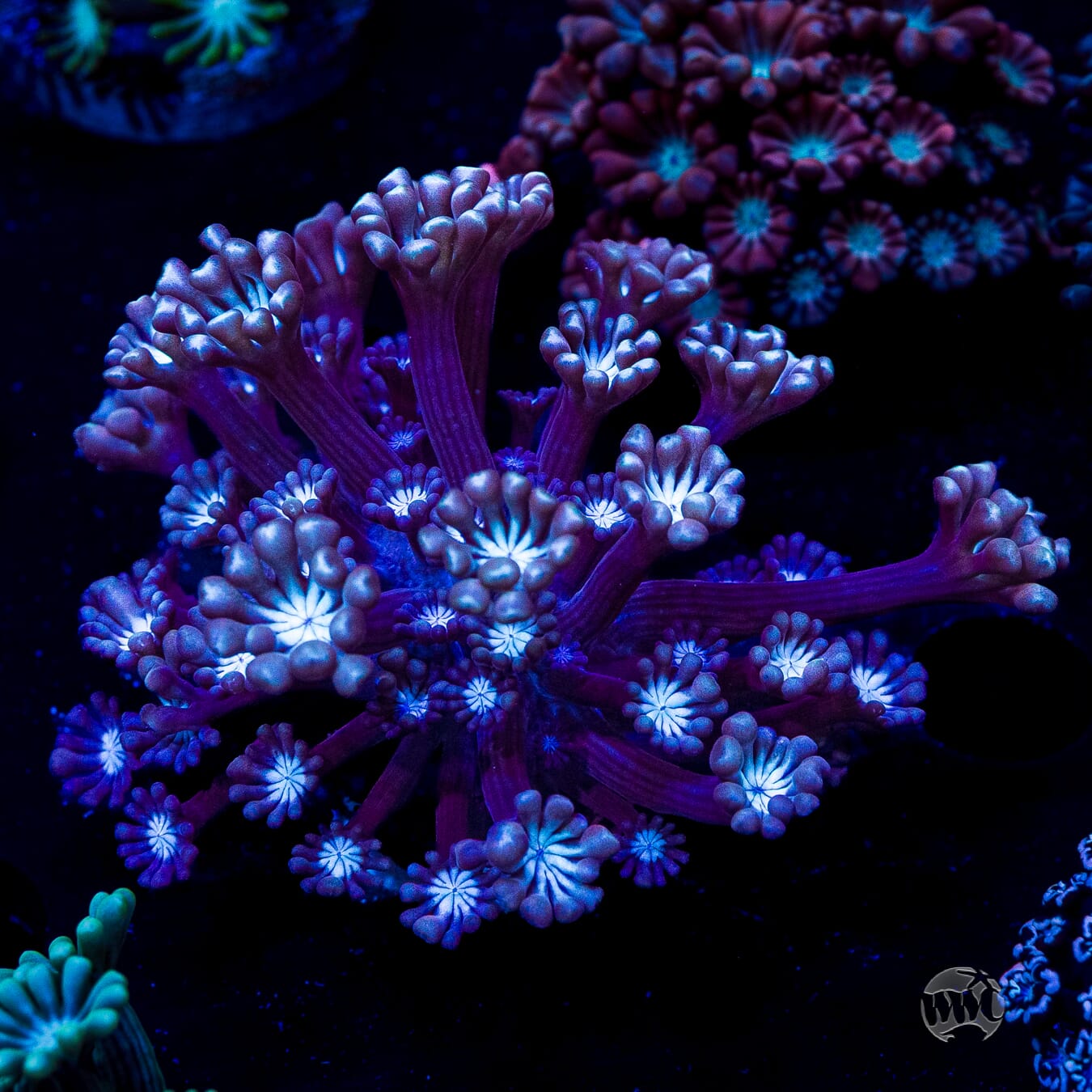 Purpz Alveopora