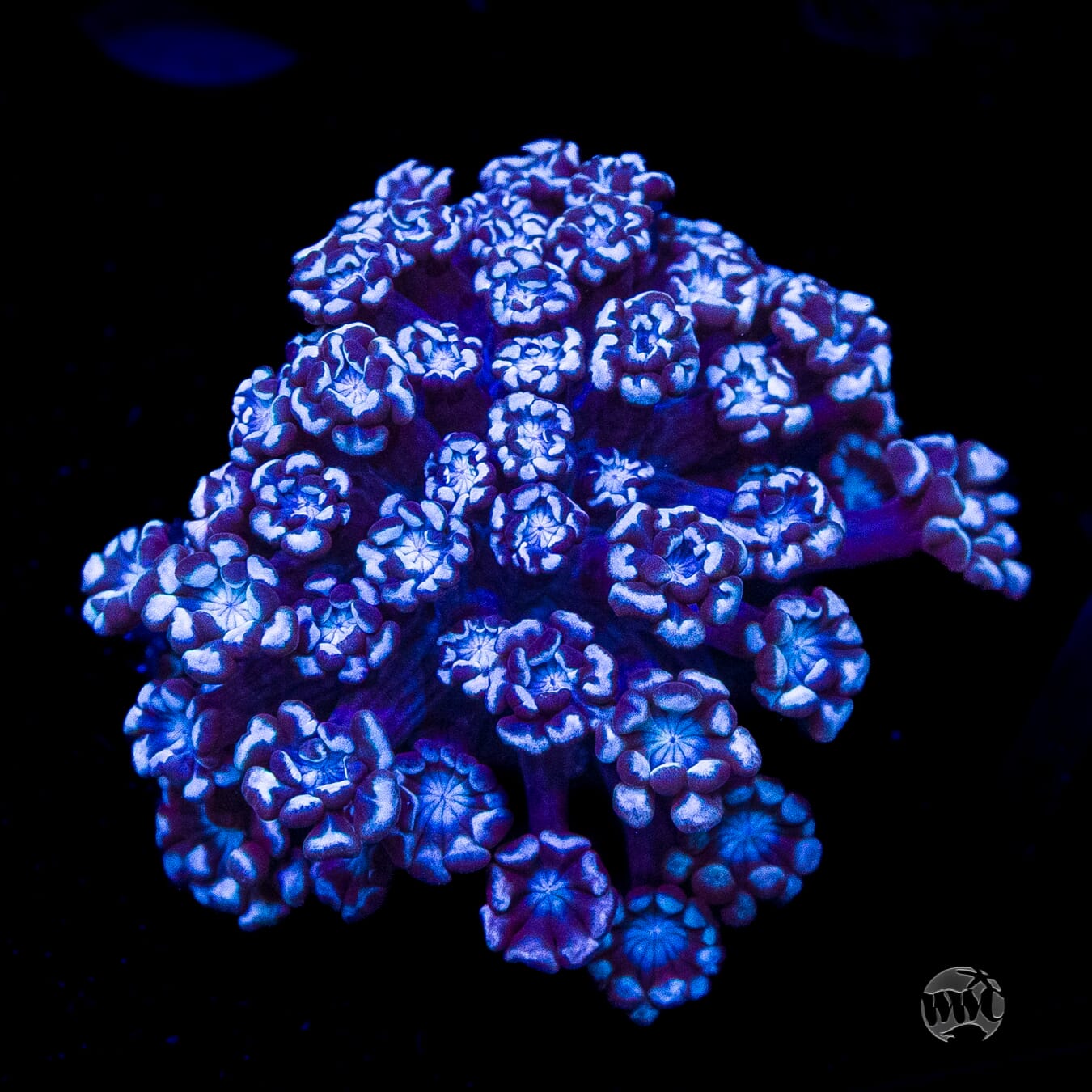 I Love Lavender Alveopora