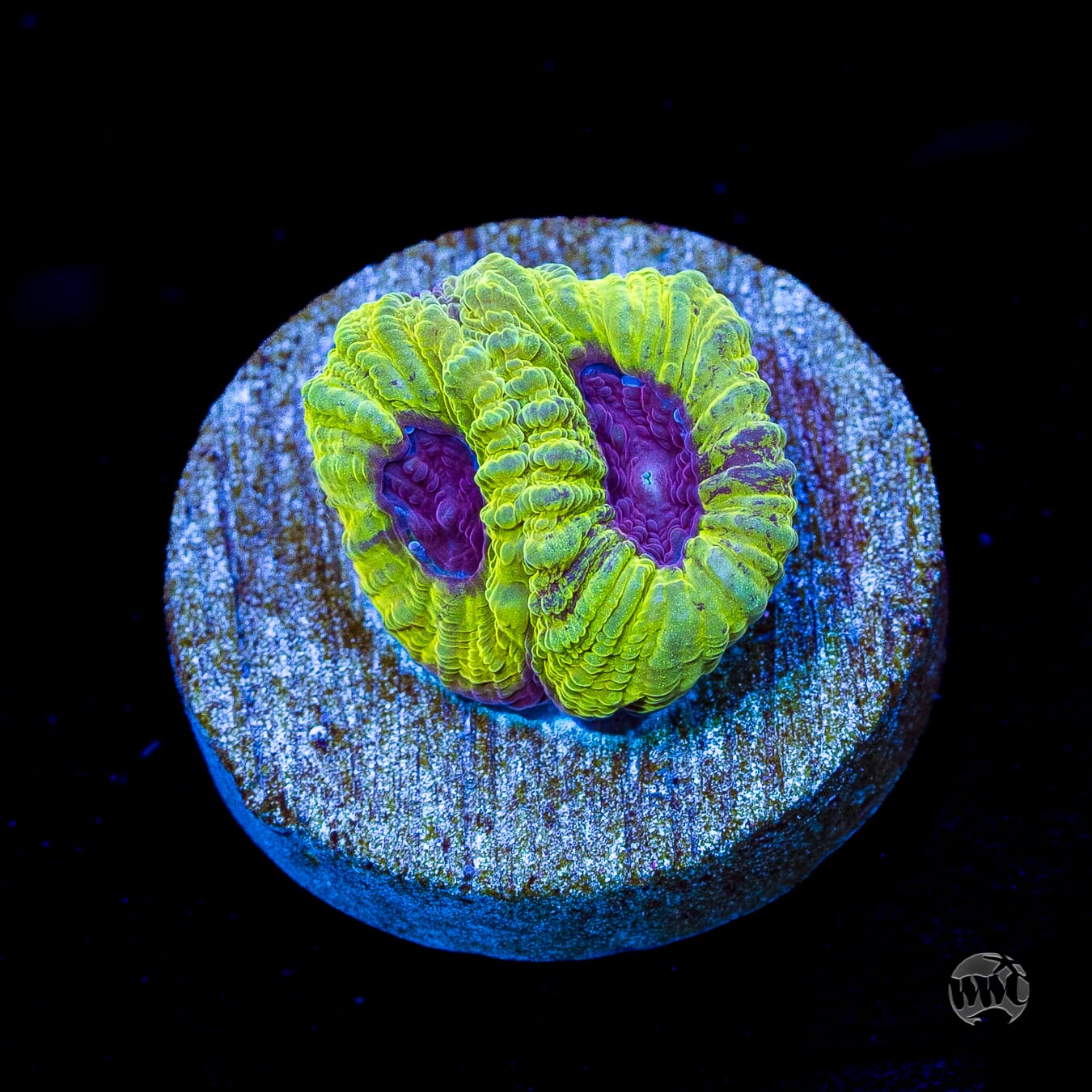 WWC Lemon Zoinkerz Favia
