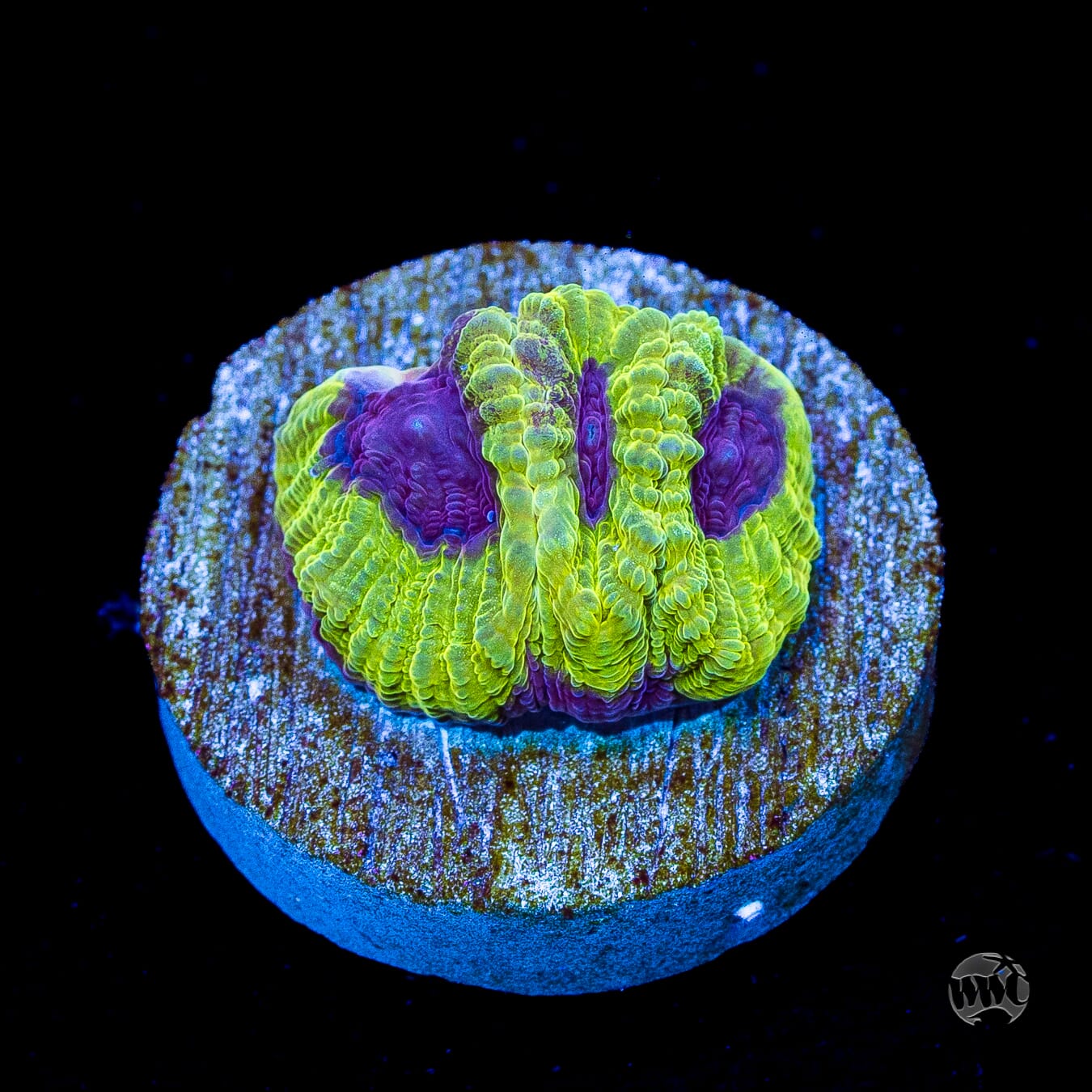 WWC Lemon Zoinkerz Favia