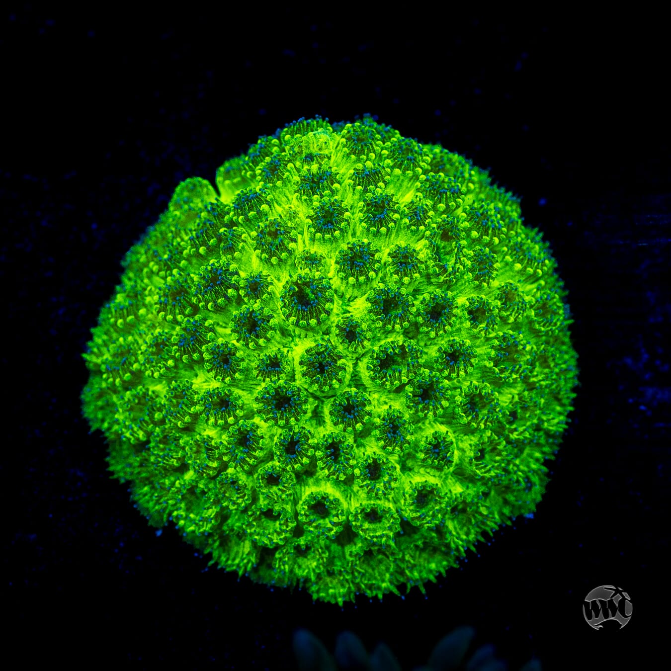 WWC Neon Plesiastrea