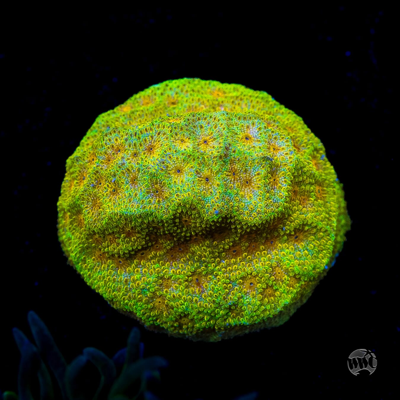 WWC Lemon Lime Psammocora