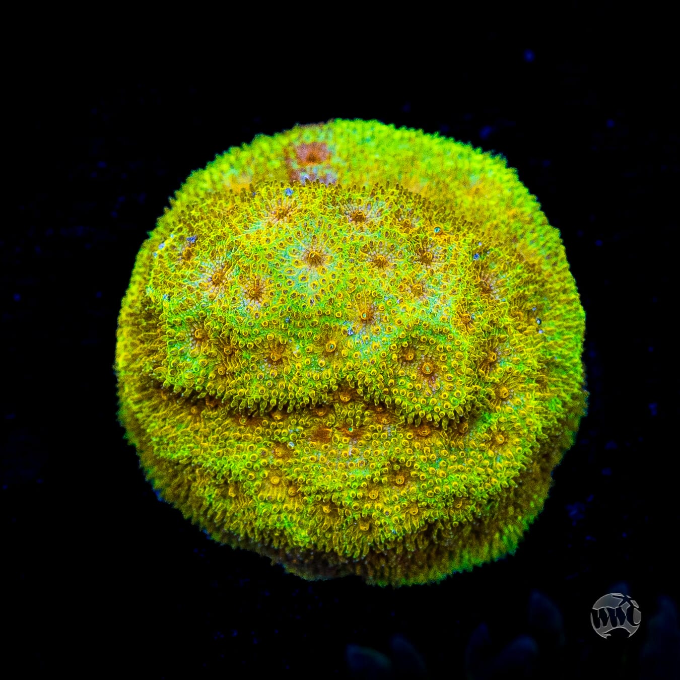 WWC Lemon Lime Psammocora