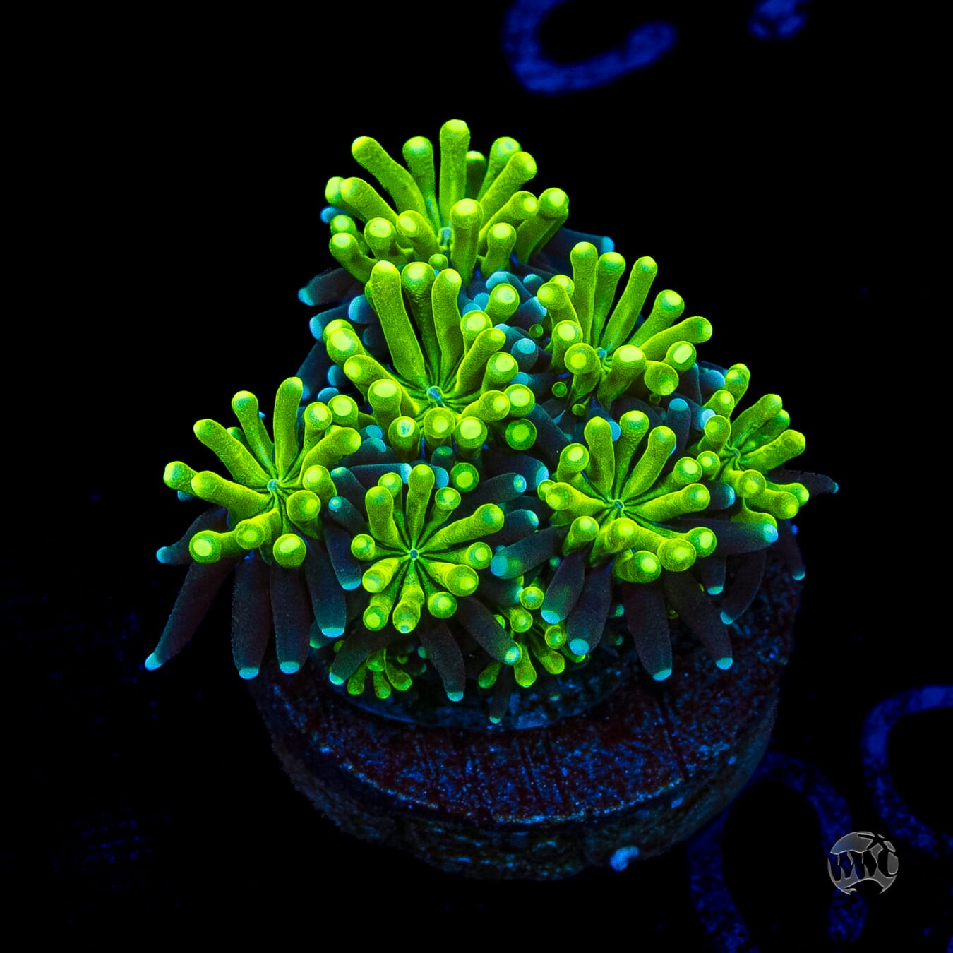 WWC Lemonade Galaxea
