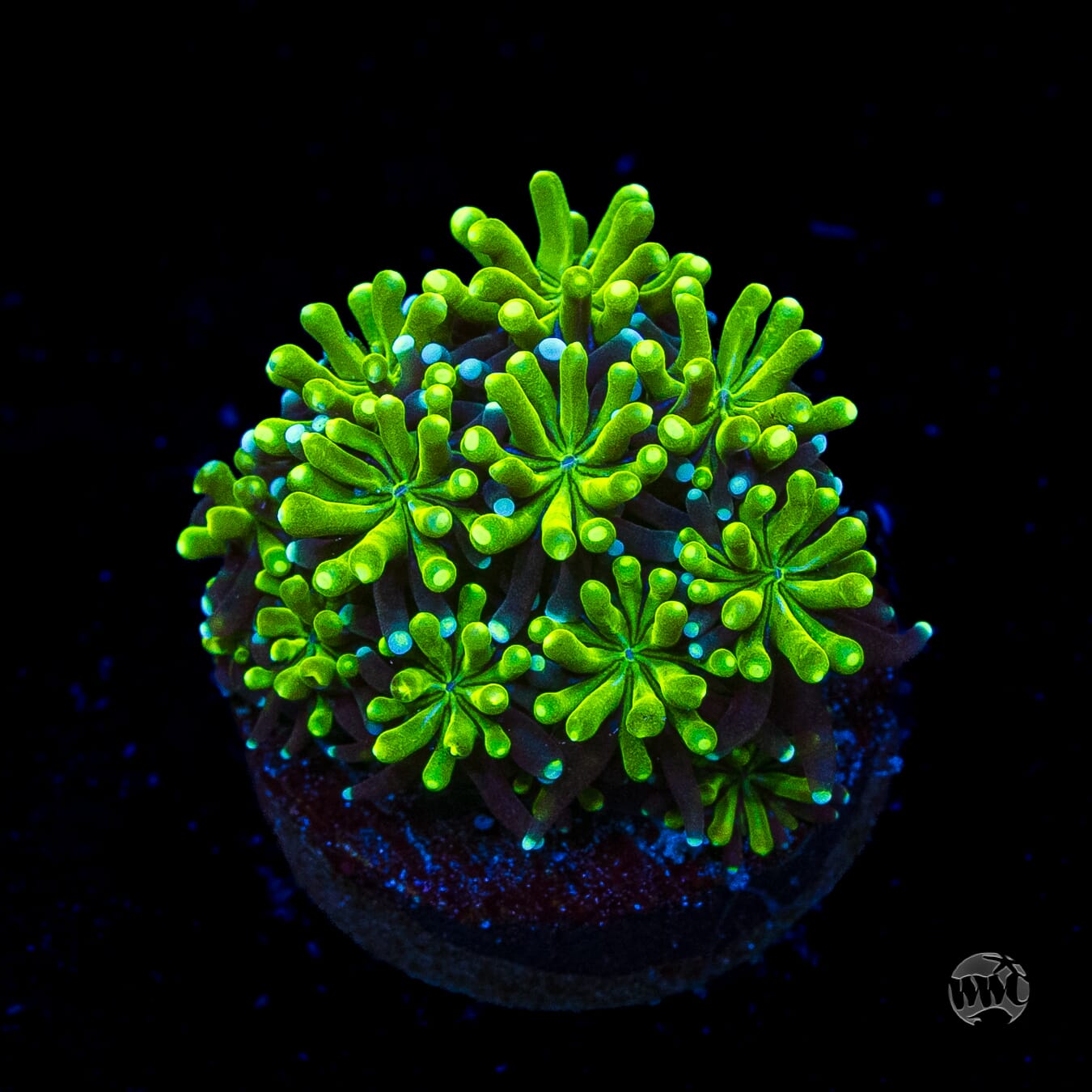 WWC Lemonade Galaxea