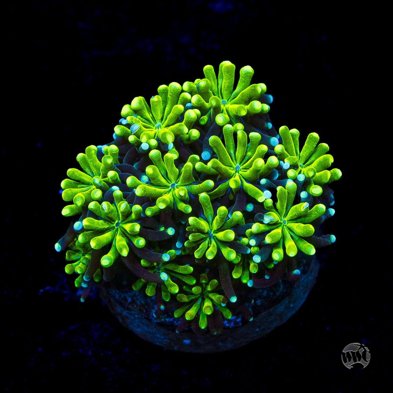 WWC Lemonade Galaxea