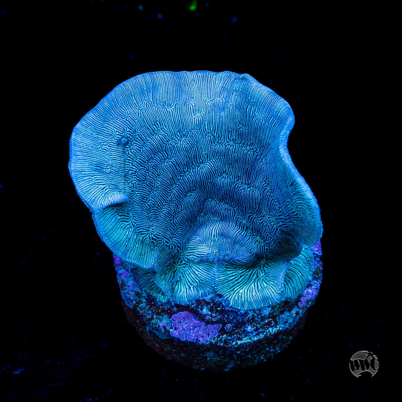 WWC Dusky Pavona