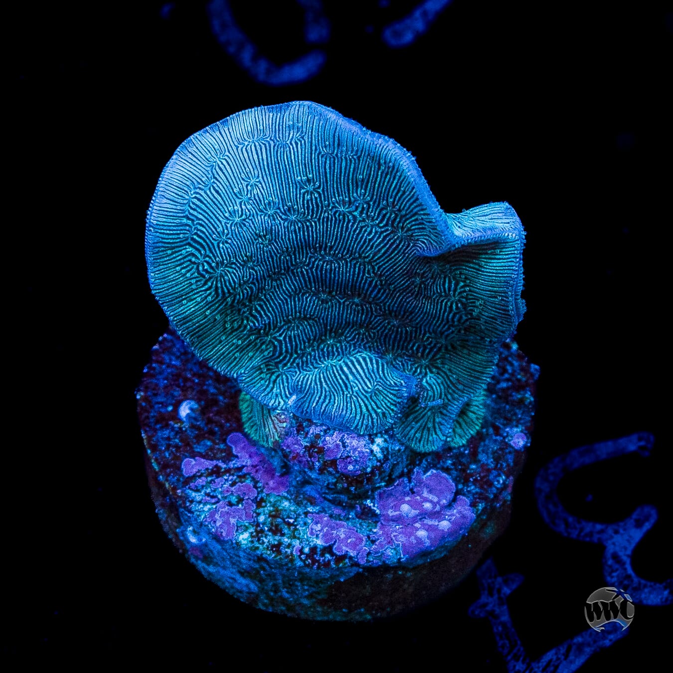 WWC Dusky Pavona