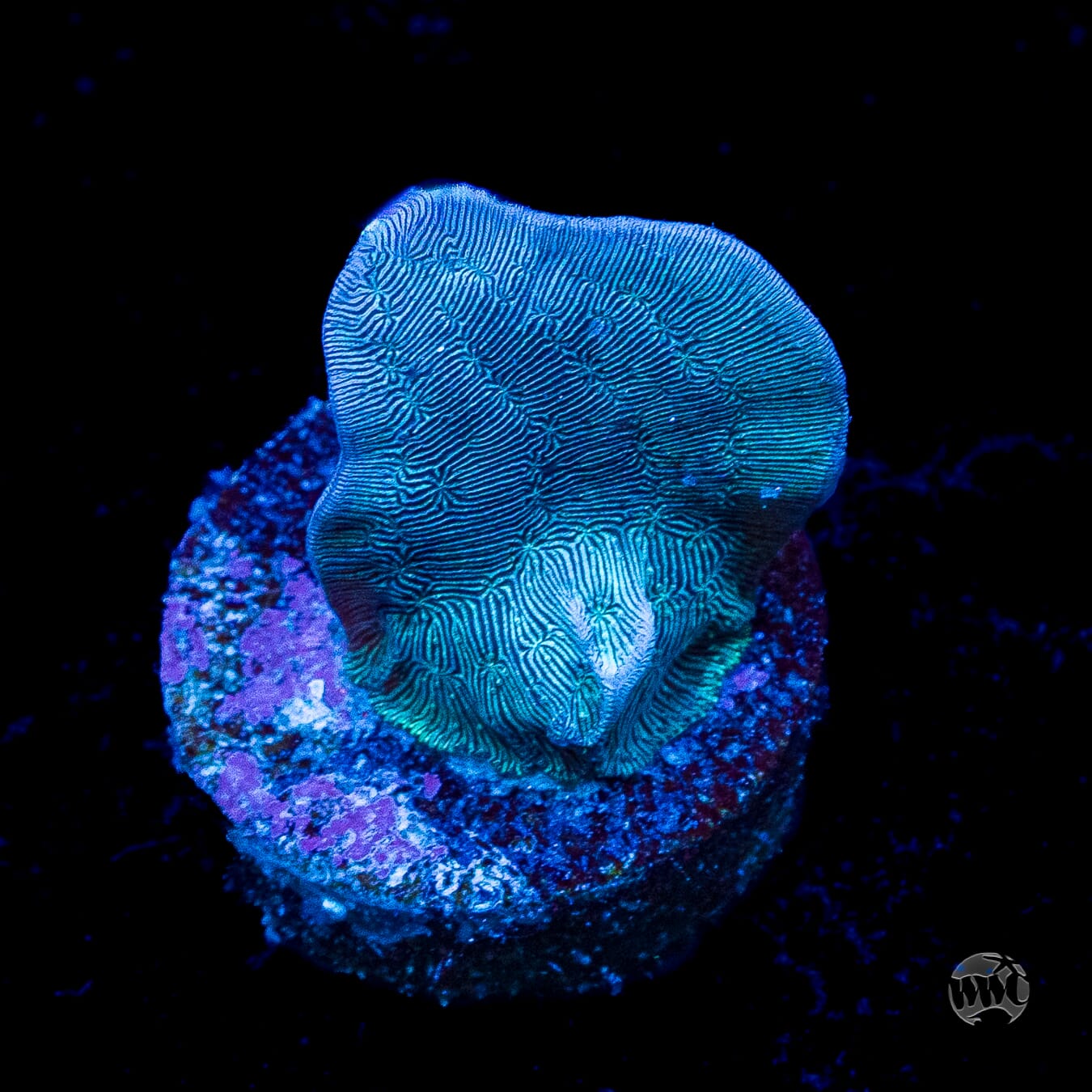 WWC Dusky Pavona