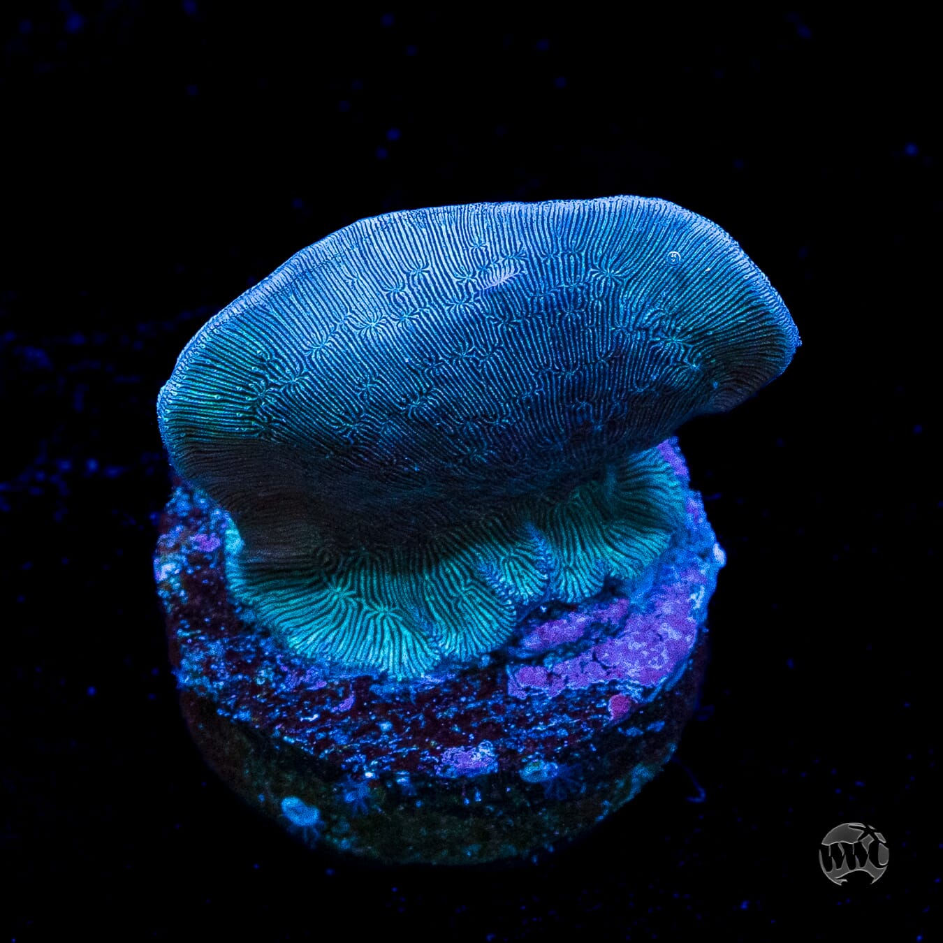 WWC Dusky Pavona