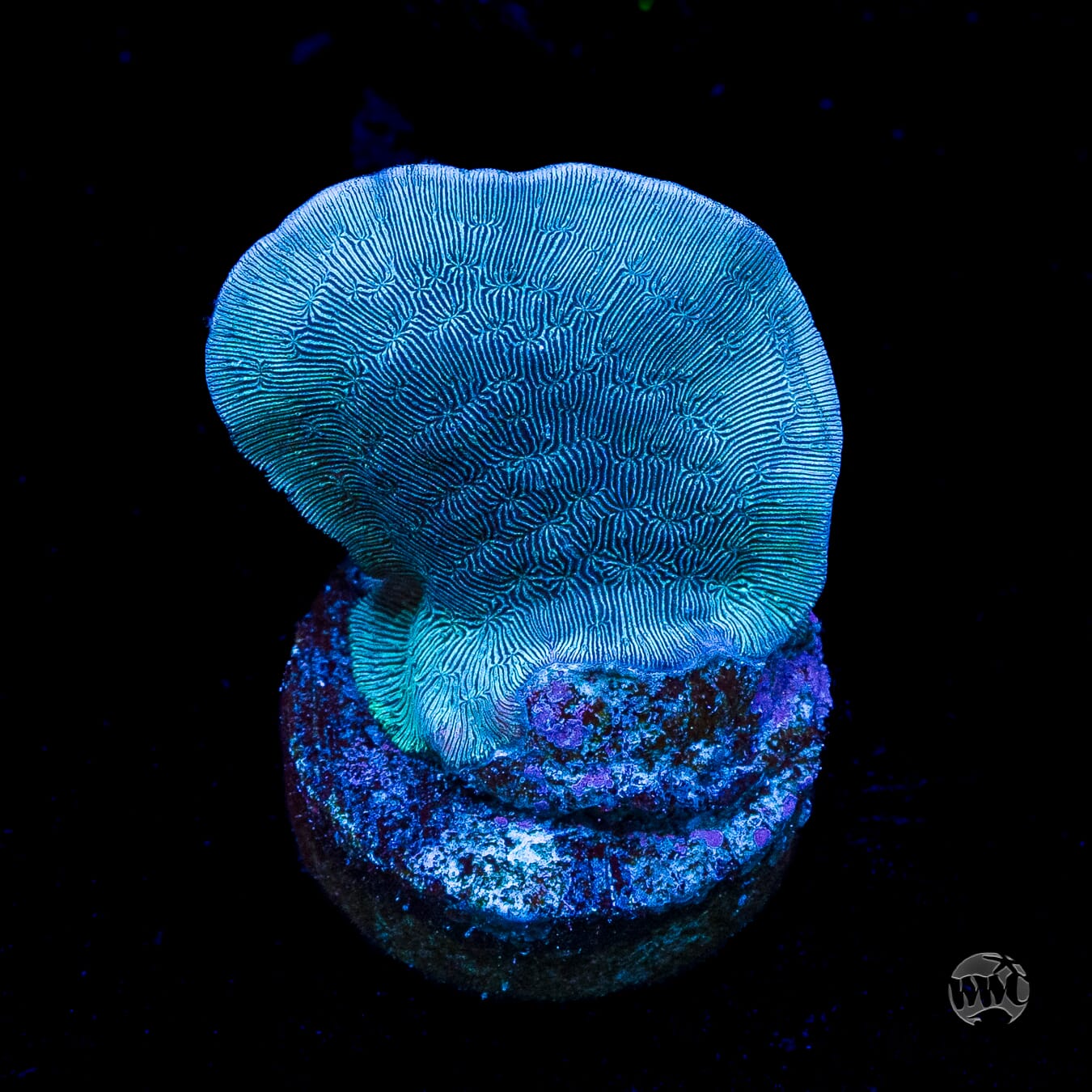 WWC Dusky Pavona