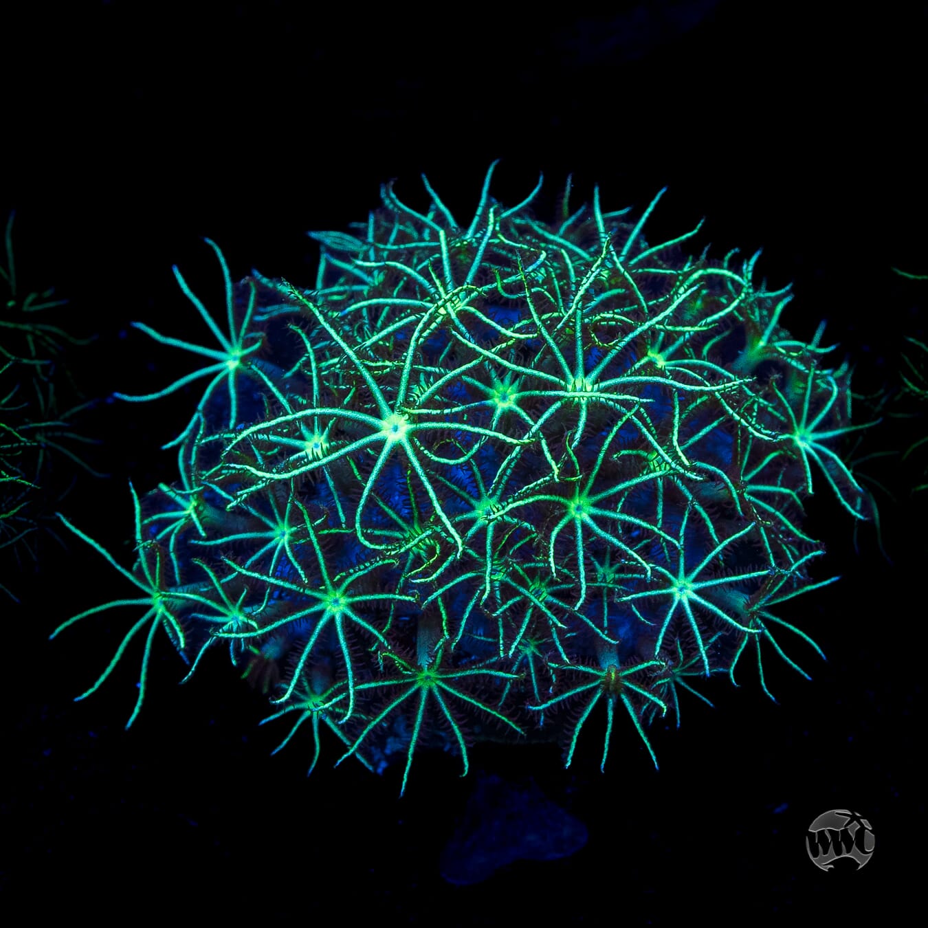 WWC Star Polyps