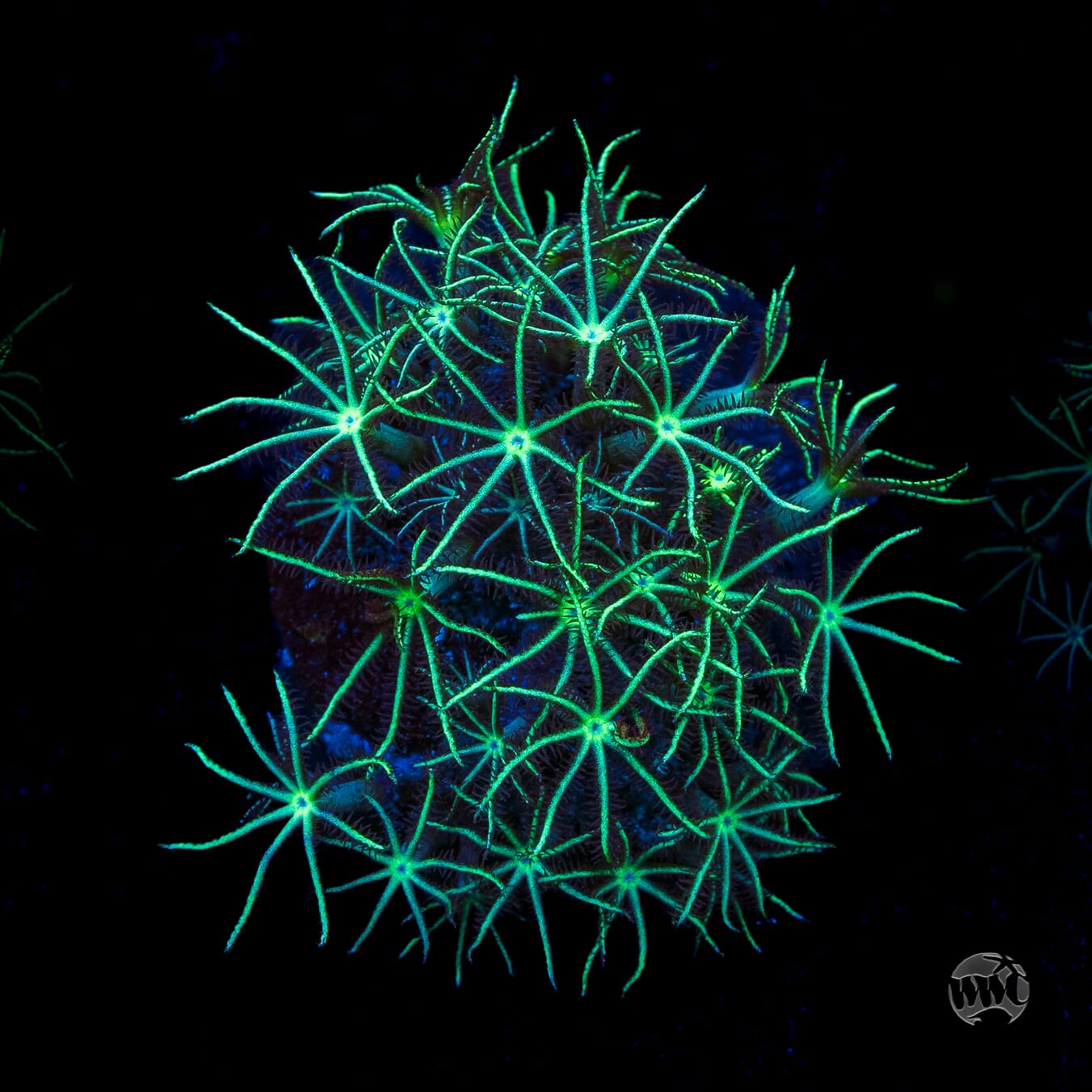 WWC Star Polyps