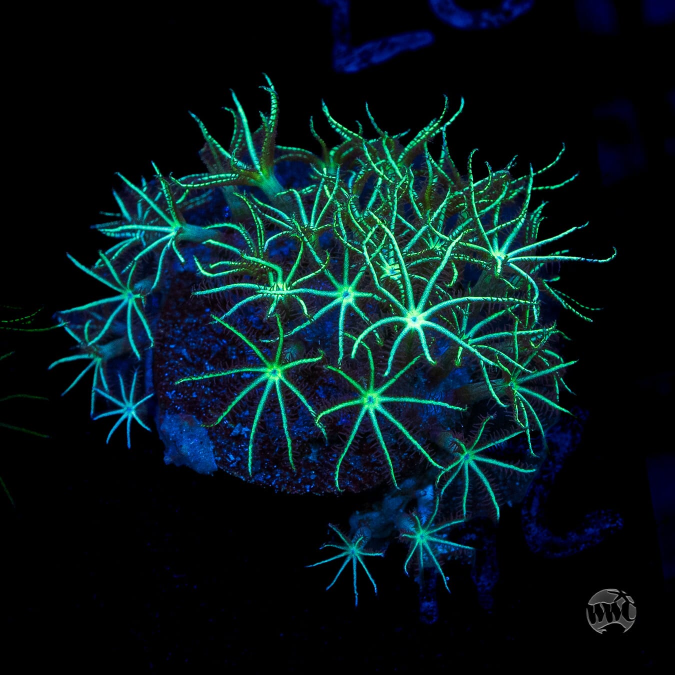WWC Star Polyps