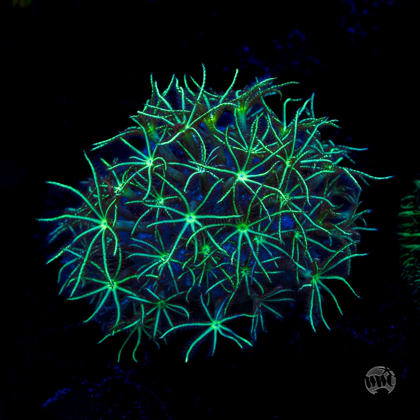 WWC Star Polyps