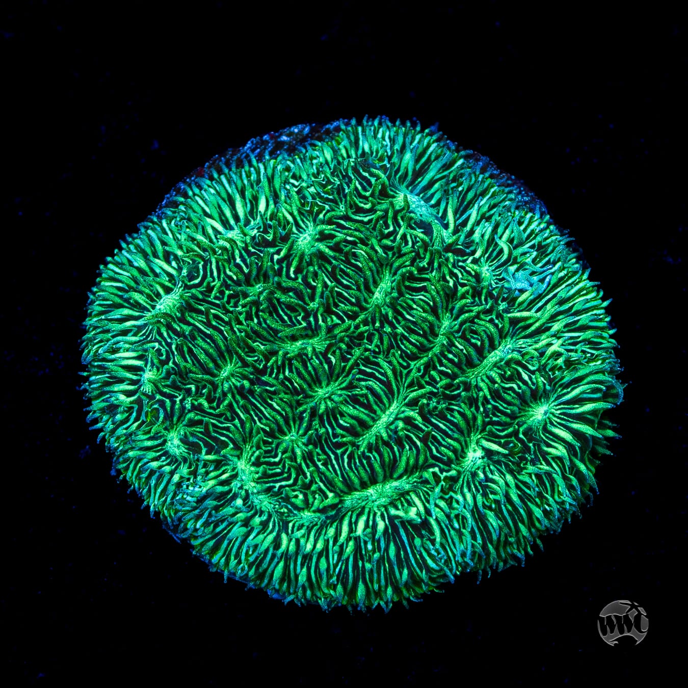 WWC Silverleaf Pavona