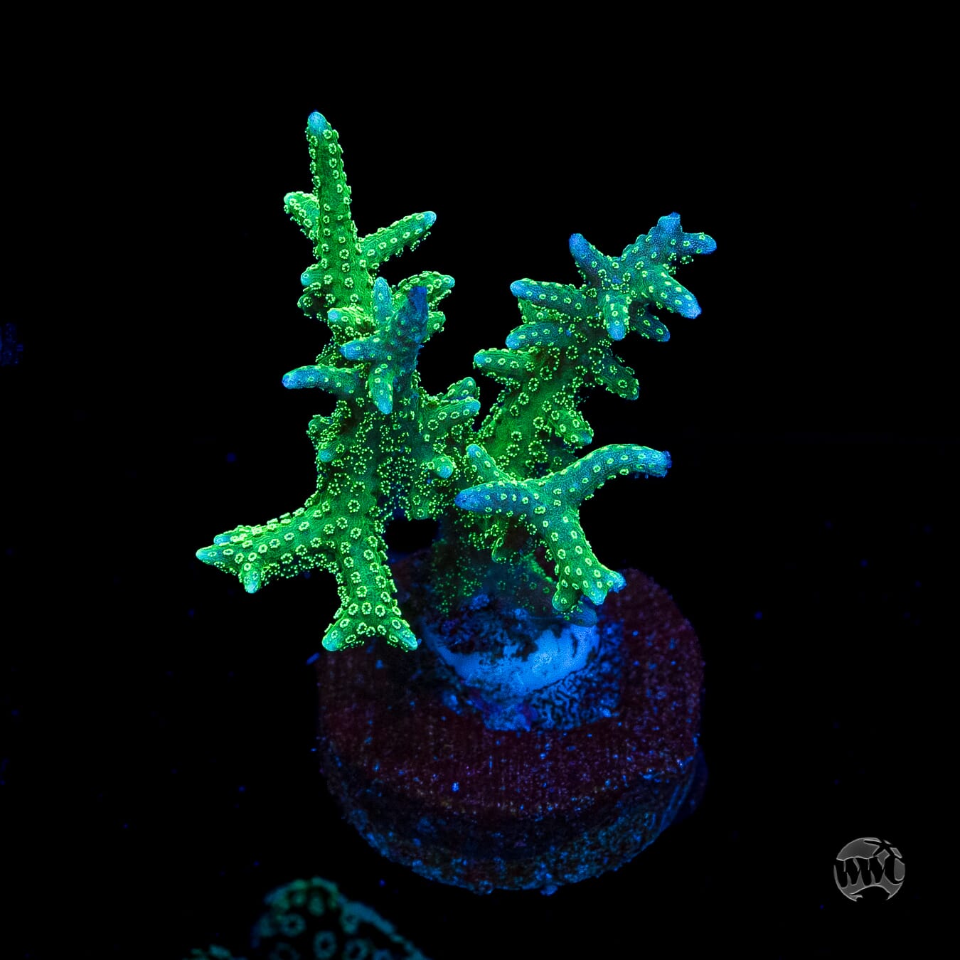 RF Jade Dragon Birdsnest