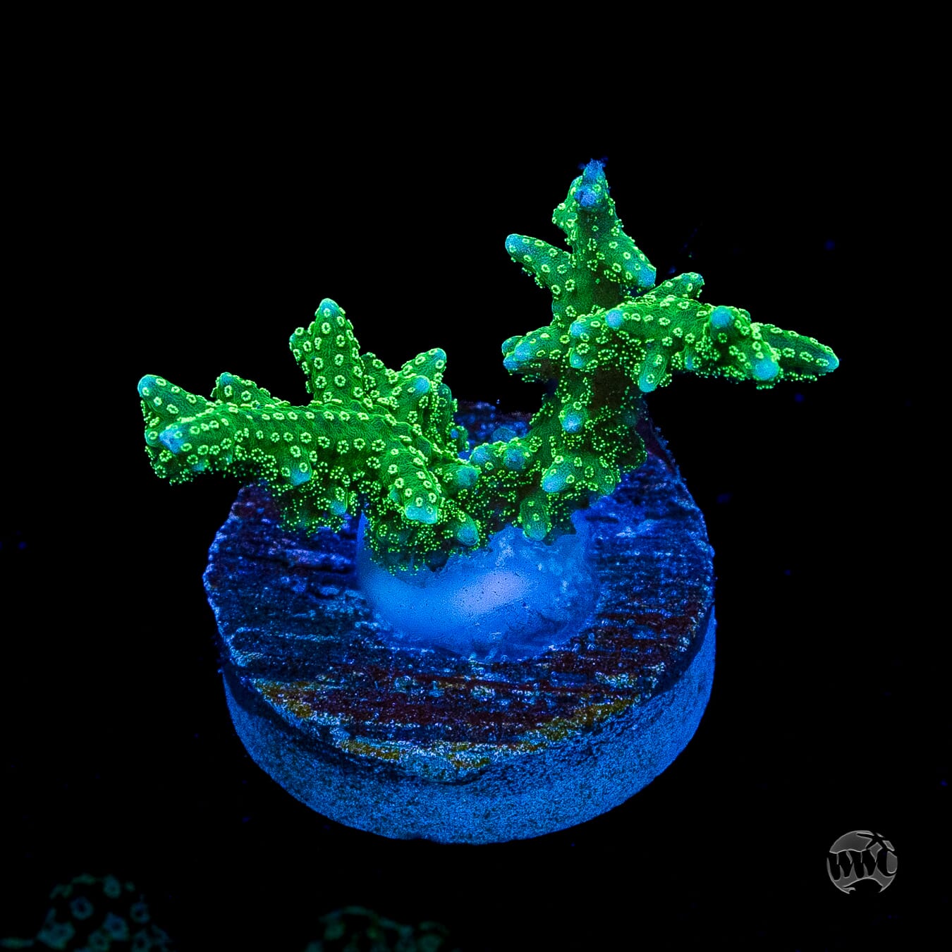 RF Jade Dragon Birdsnest