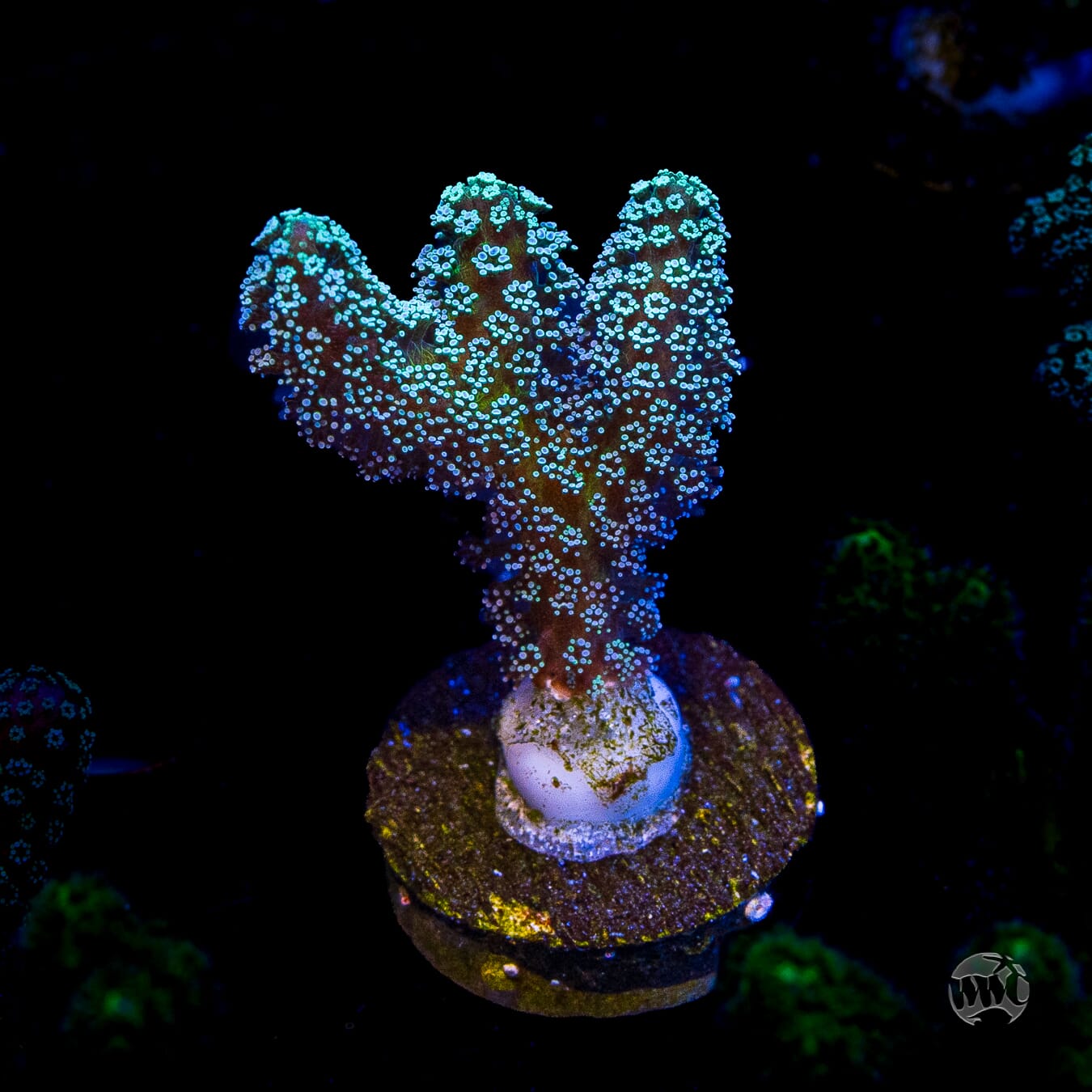 Jason Fox Enchanted Forest Birdsnest