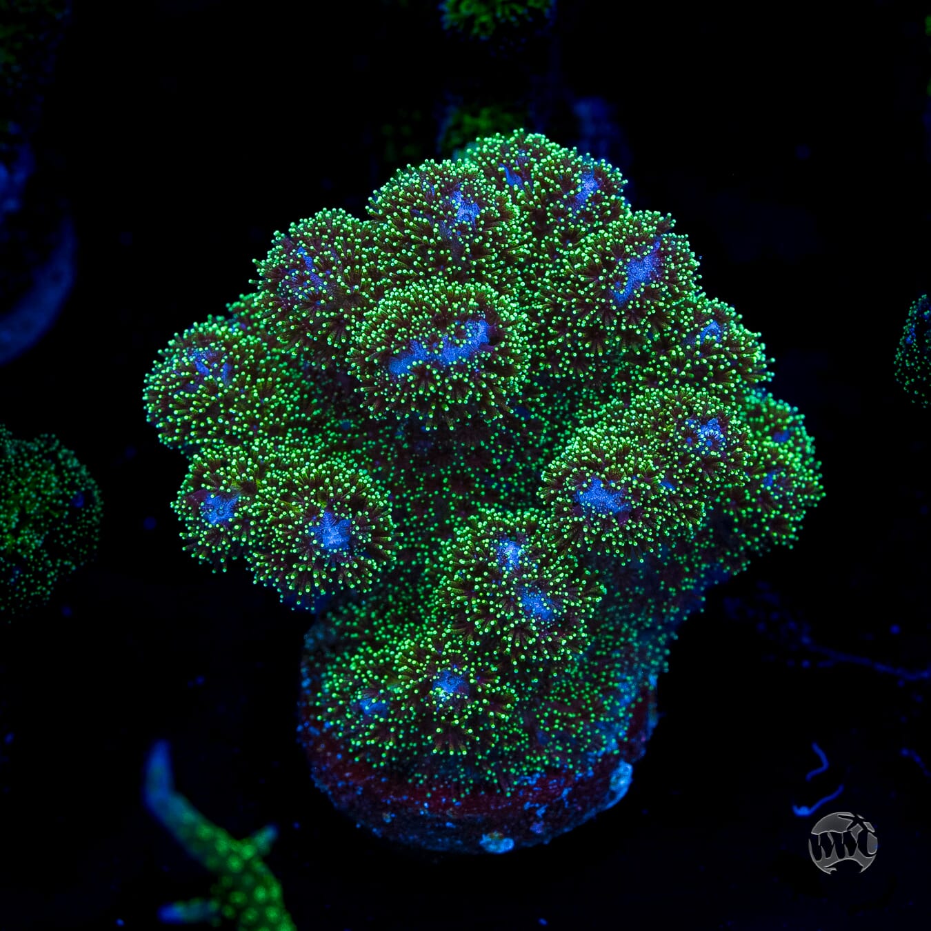 WWC Electric Pocillopora
