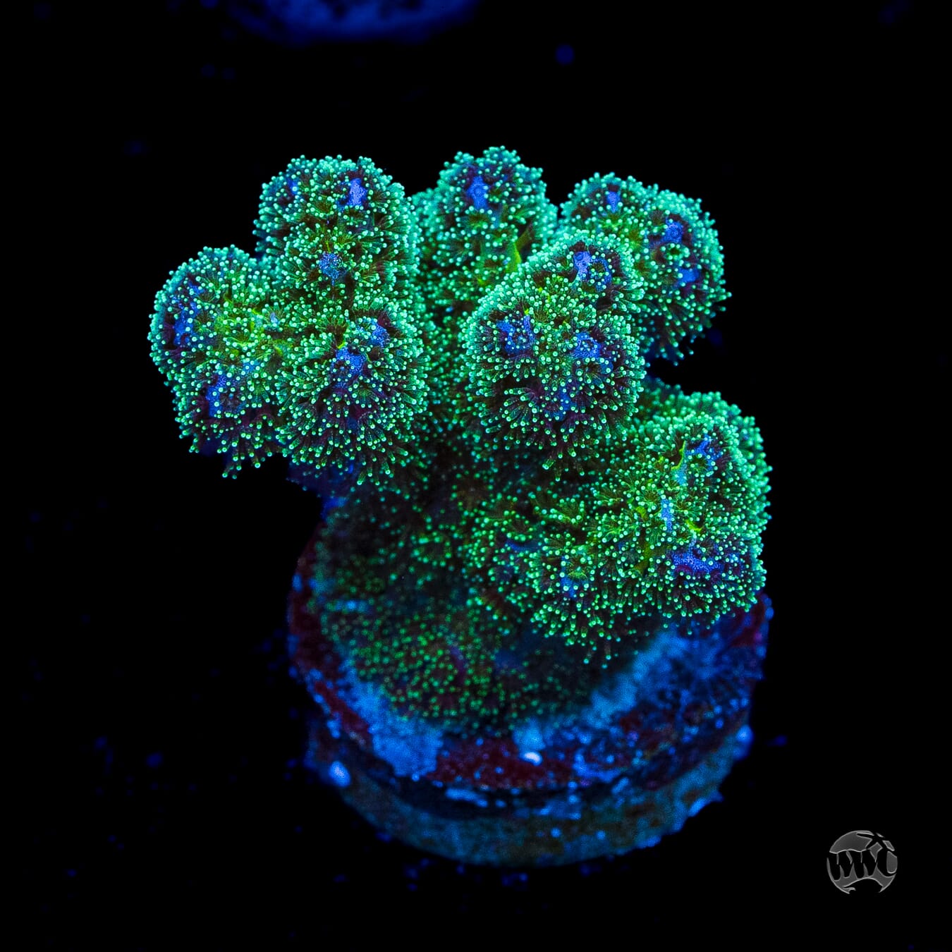WWC Electric Pocillopora