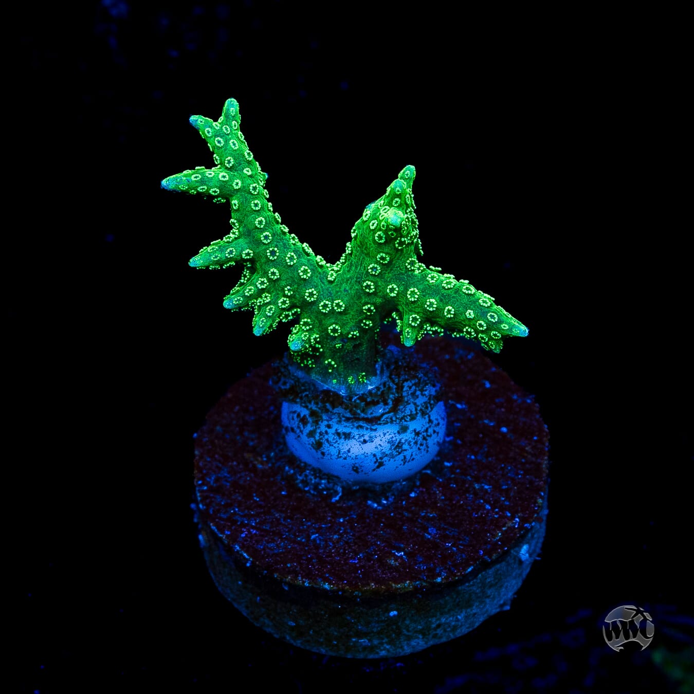 RF Jade Dragon Birdsnest