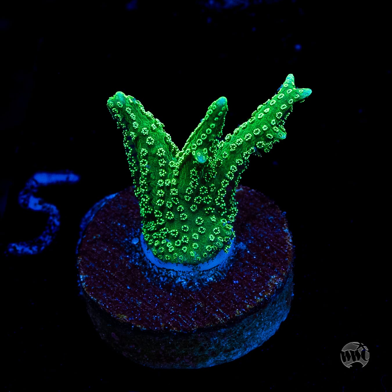 RF Jade Dragon Birdsnest