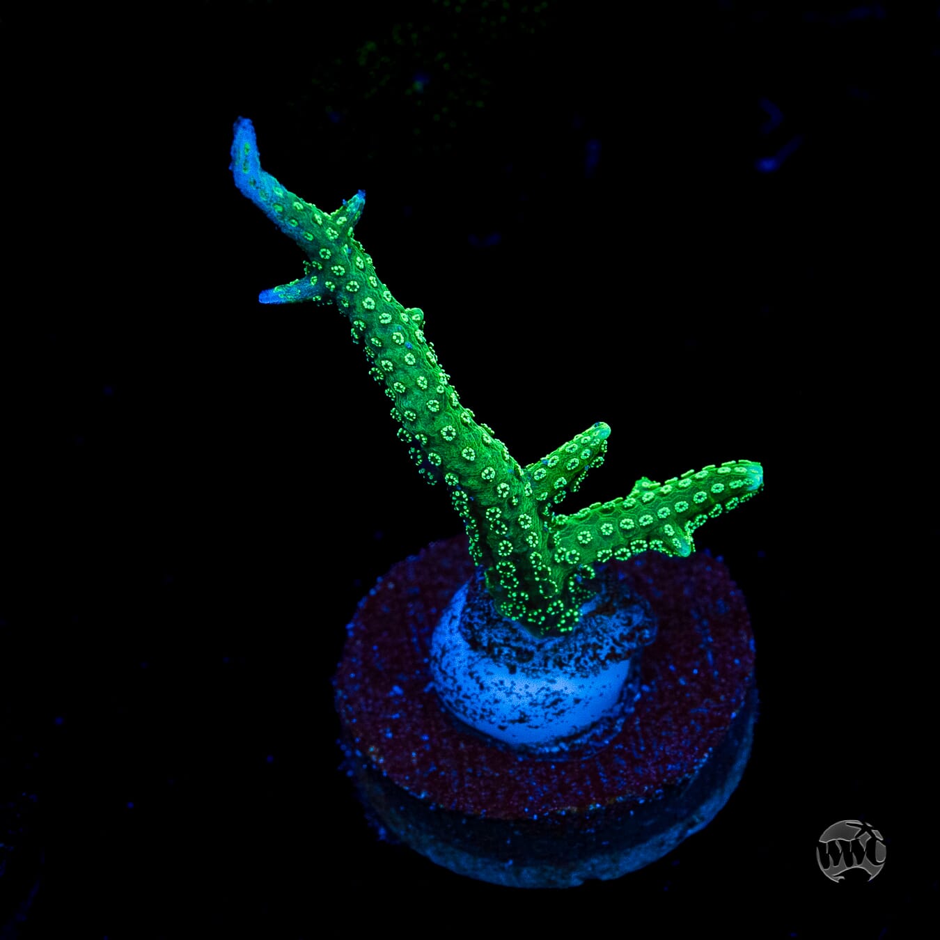 RF Jade Dragon Birdsnest