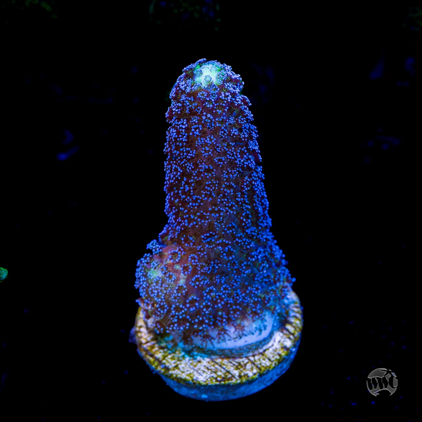 WWC Blue Stylophora