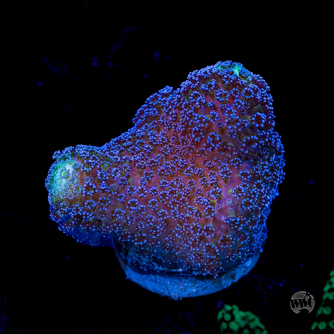 WWC Blue Stylophora