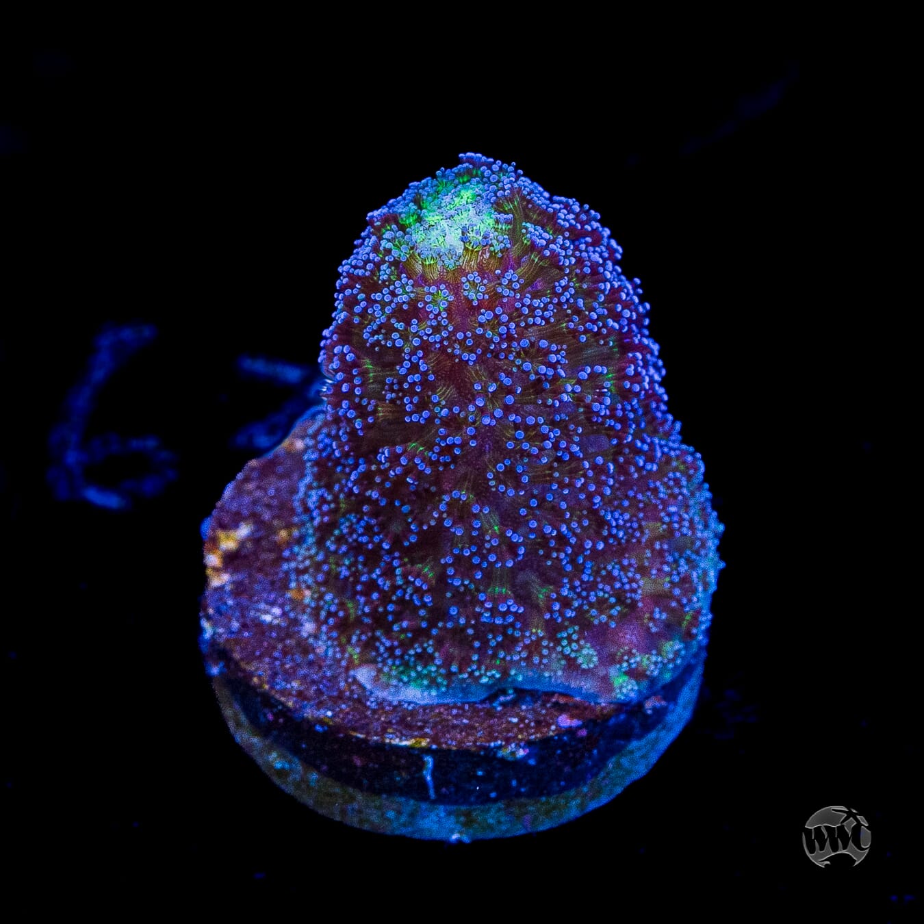 WWC Blue Stylophora
