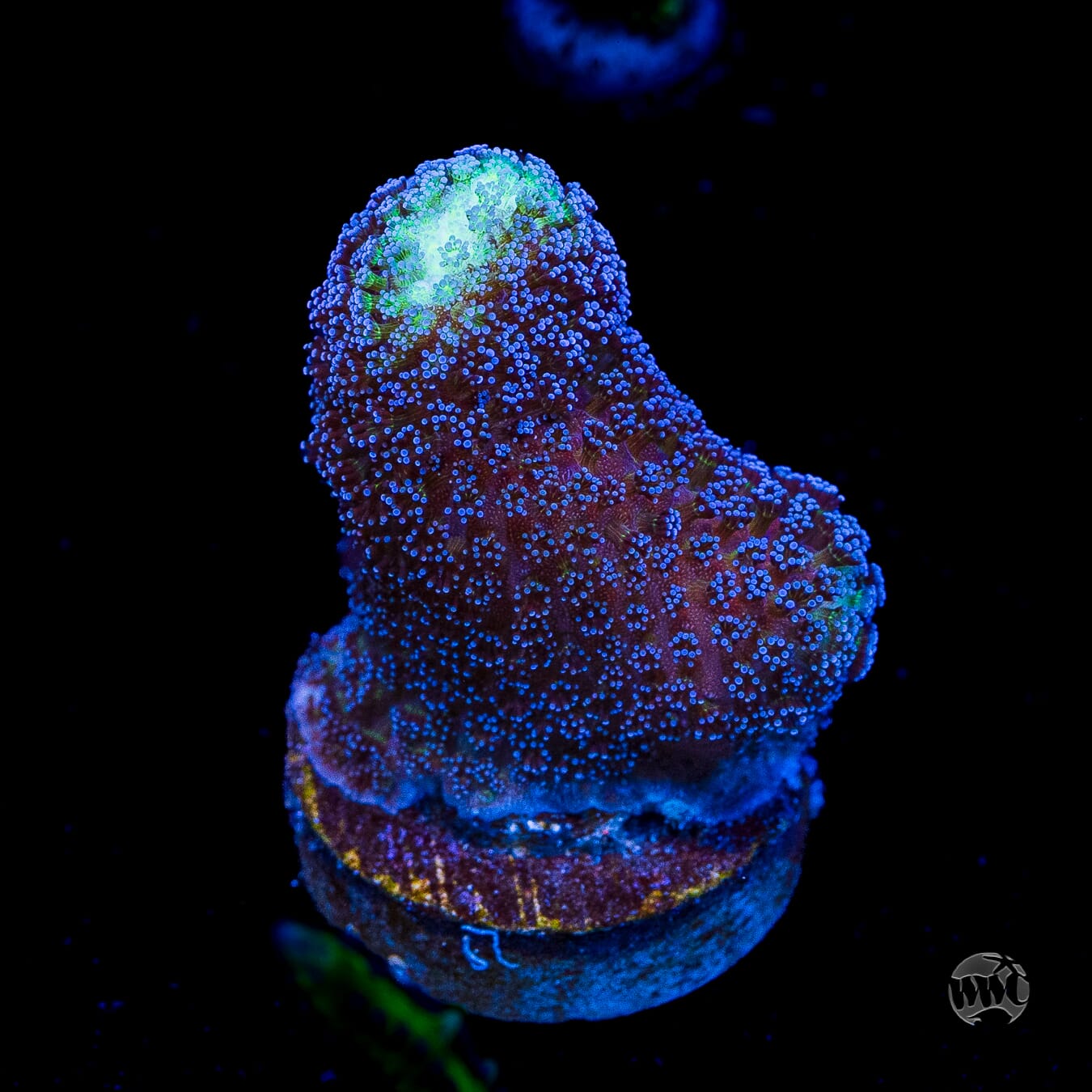 WWC Blue Stylophora