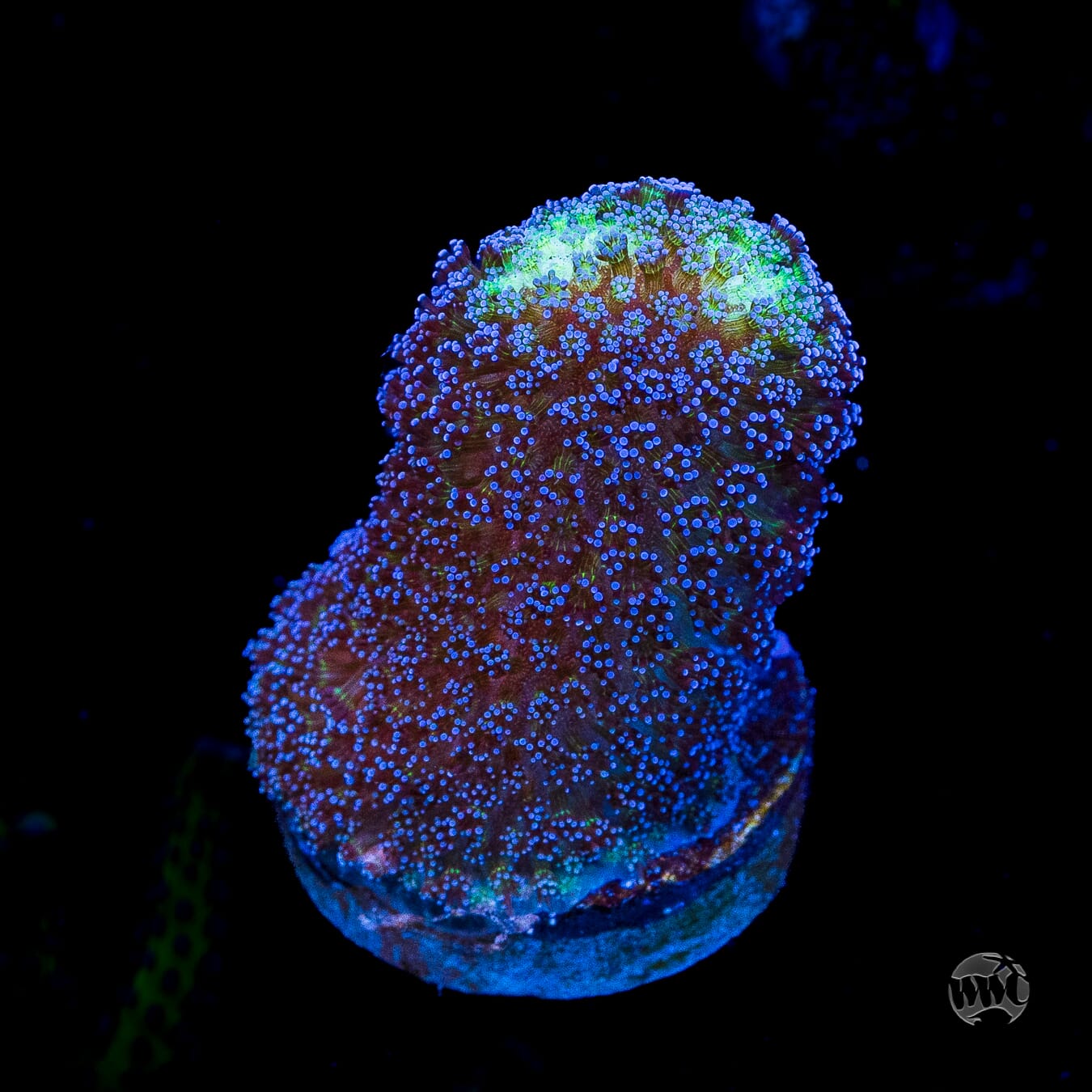 WWC Blue Stylophora