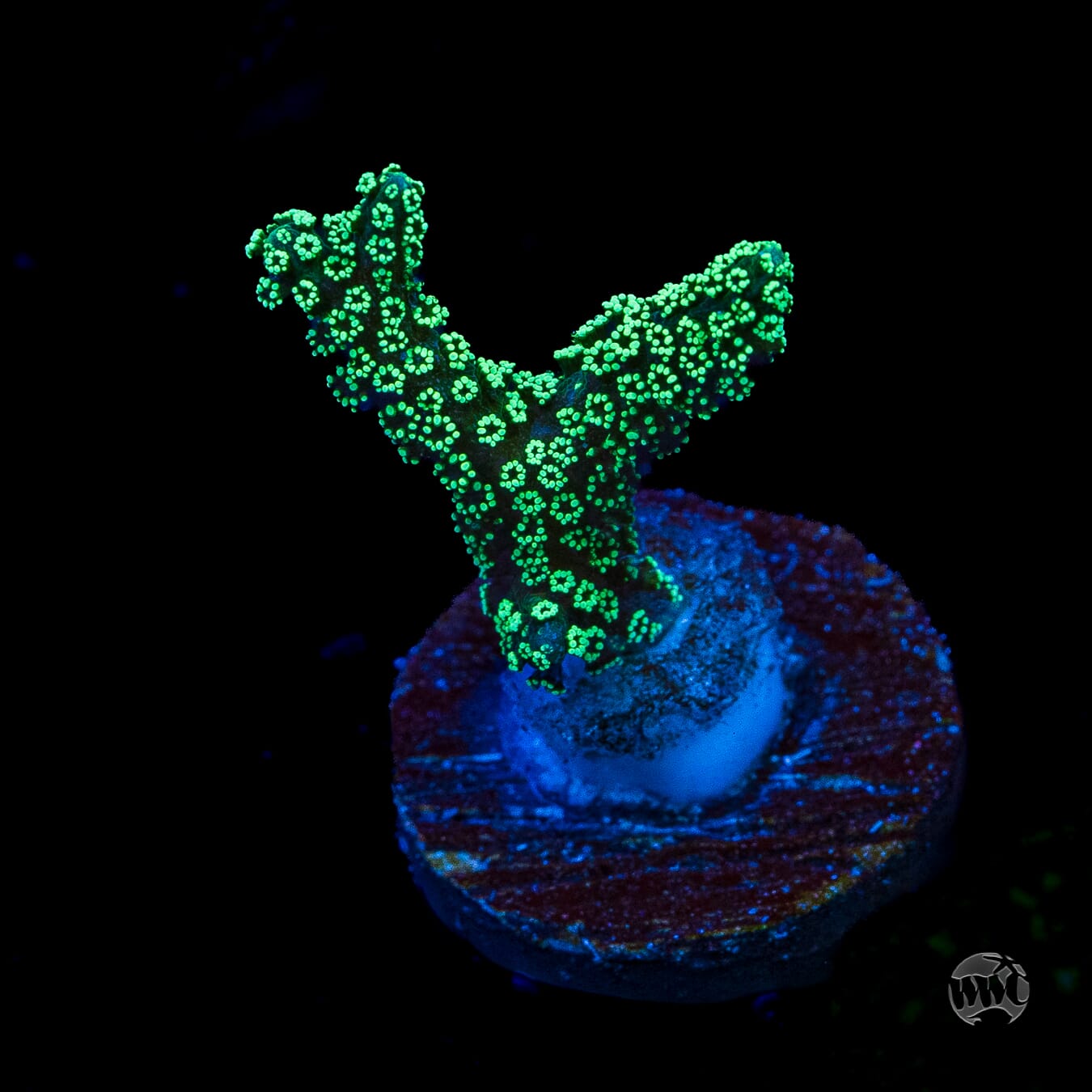 ORA Neon Birdsnest