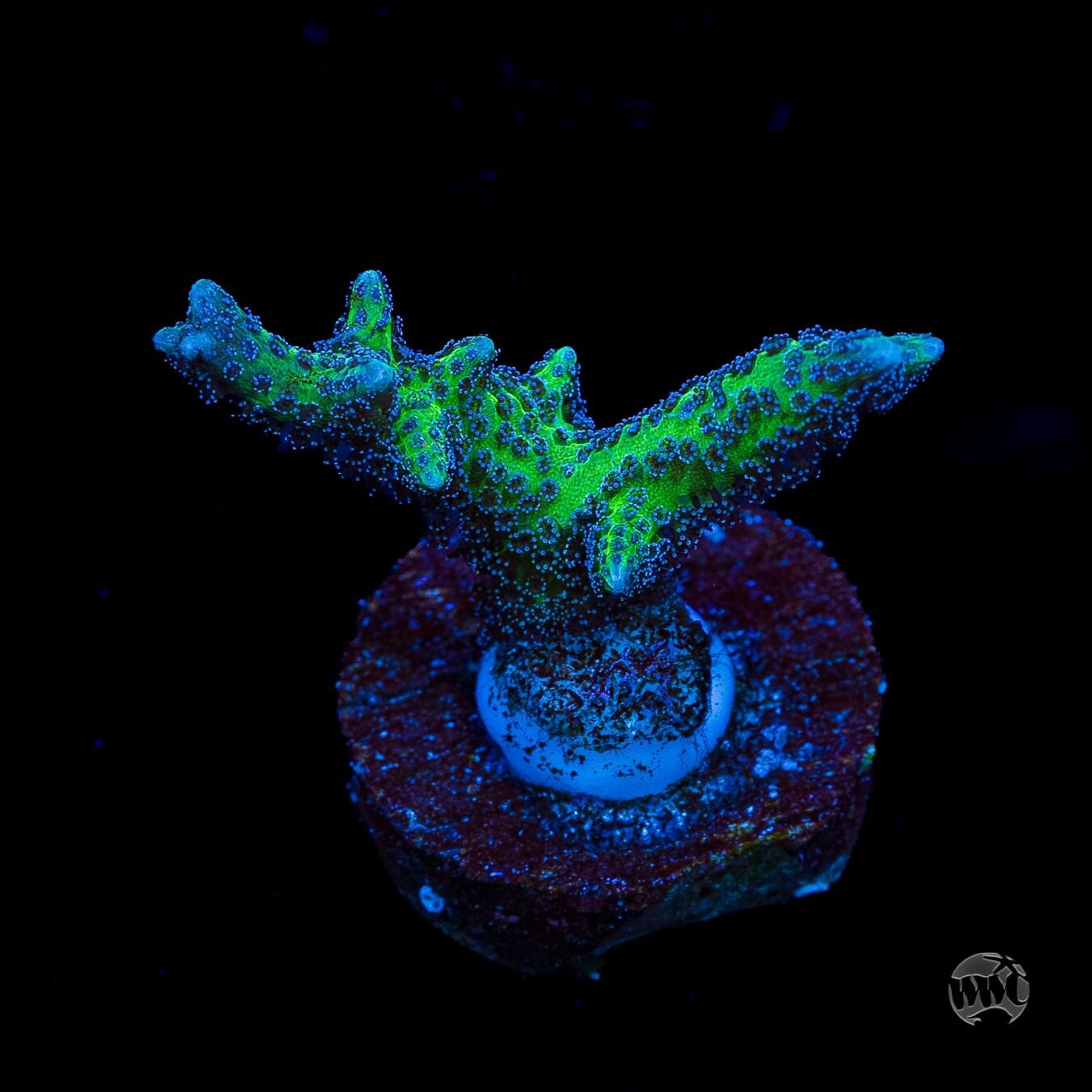WWC Purple Polyp Birdsnest