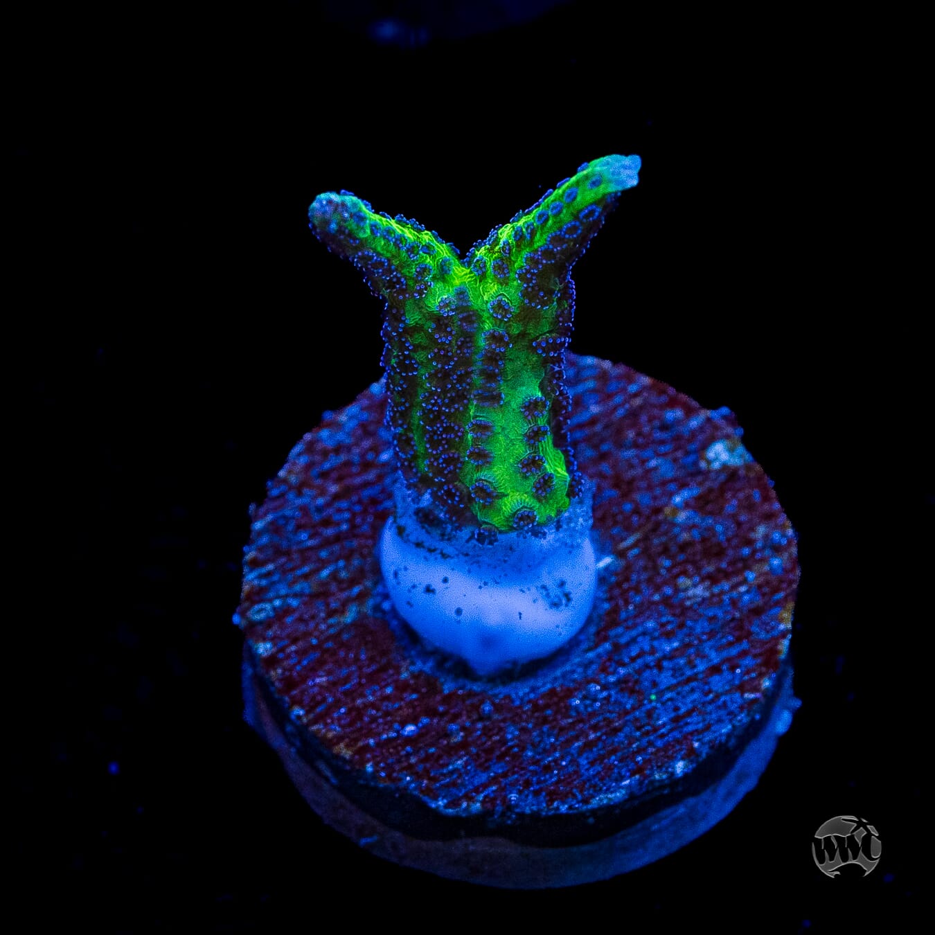 WWC Purple Polyp Birdsnest