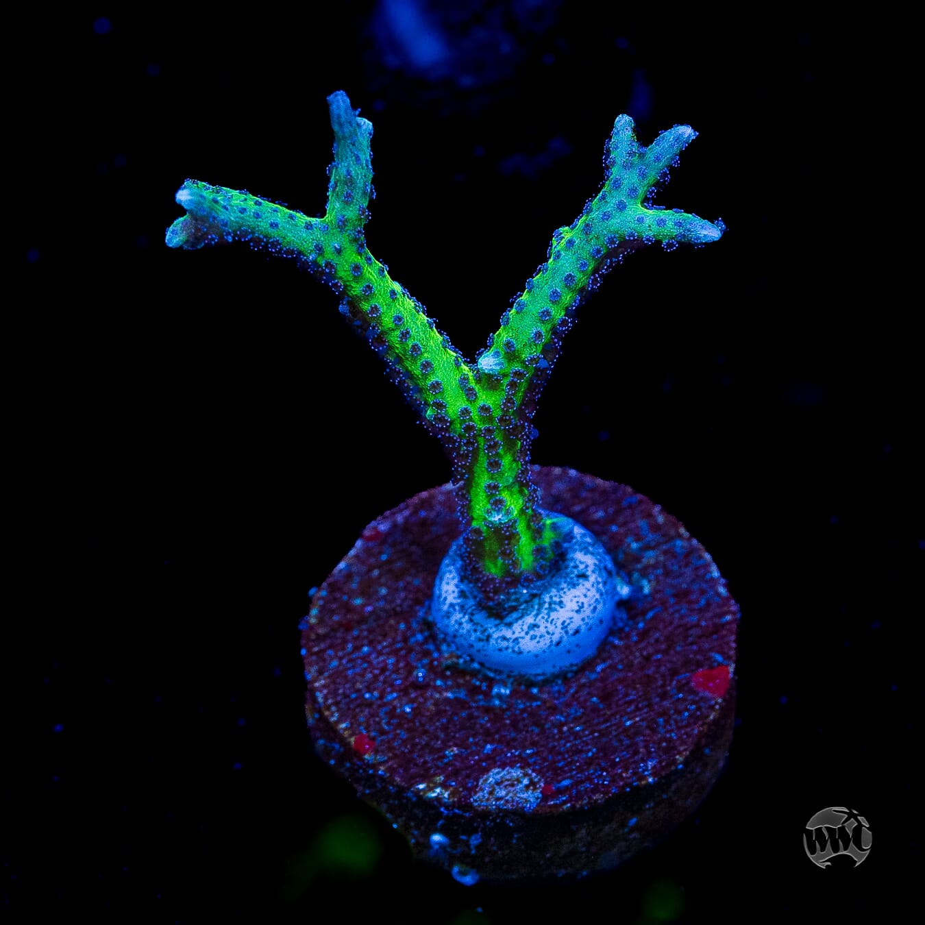 WWC Purple Polyp Birdsnest