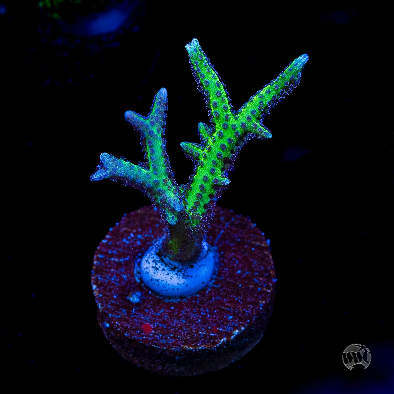 WWC Purple Polyp Birdsnest