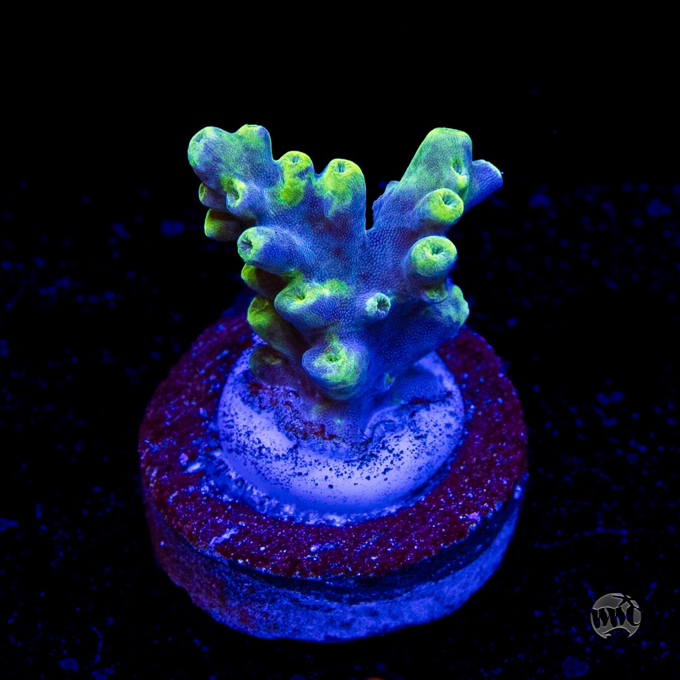 WWC Yodaz Acropora