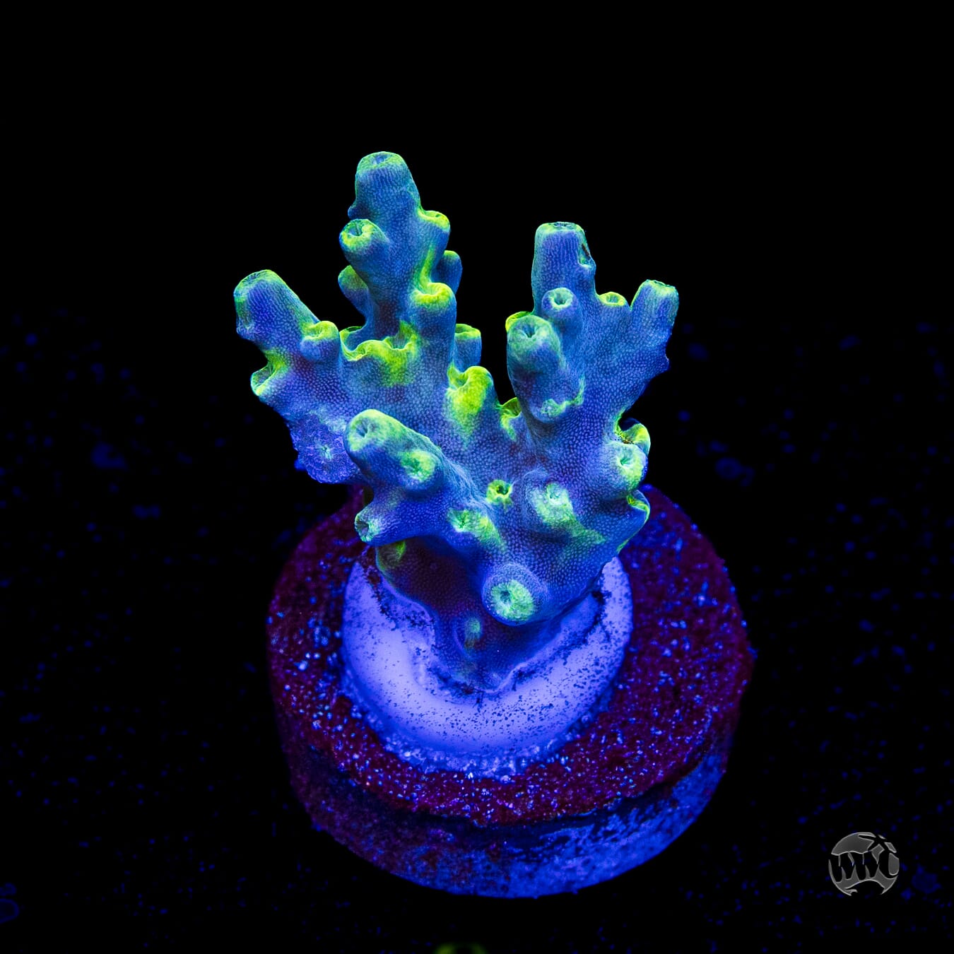 WWC Yodaz Acropora