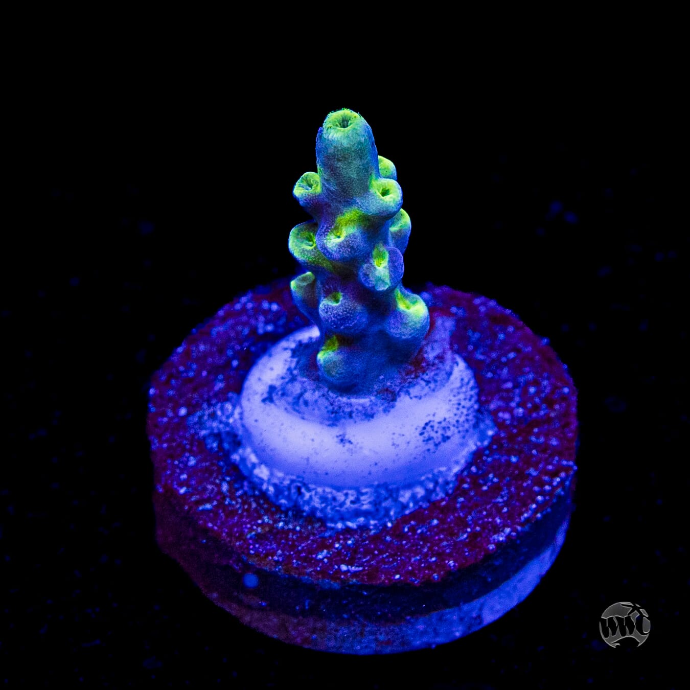 WWC Yodaz Acropora