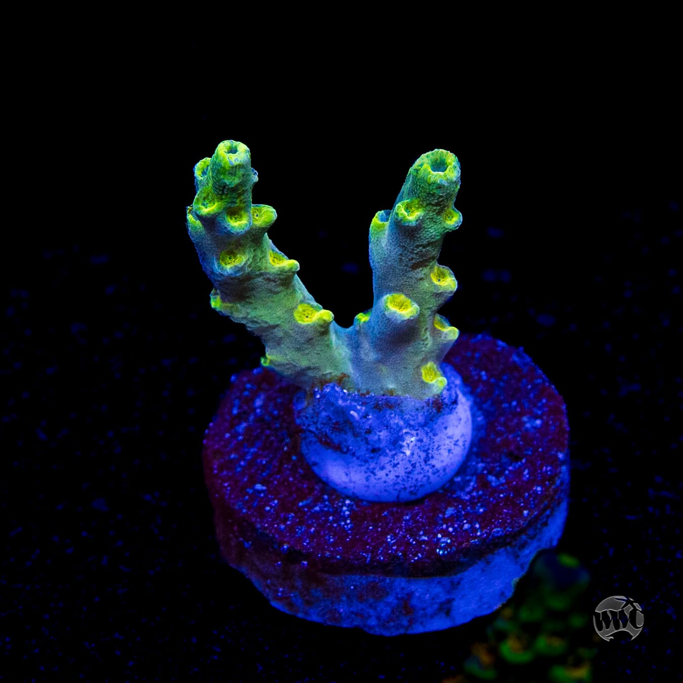 WWC Yodaz Acropora