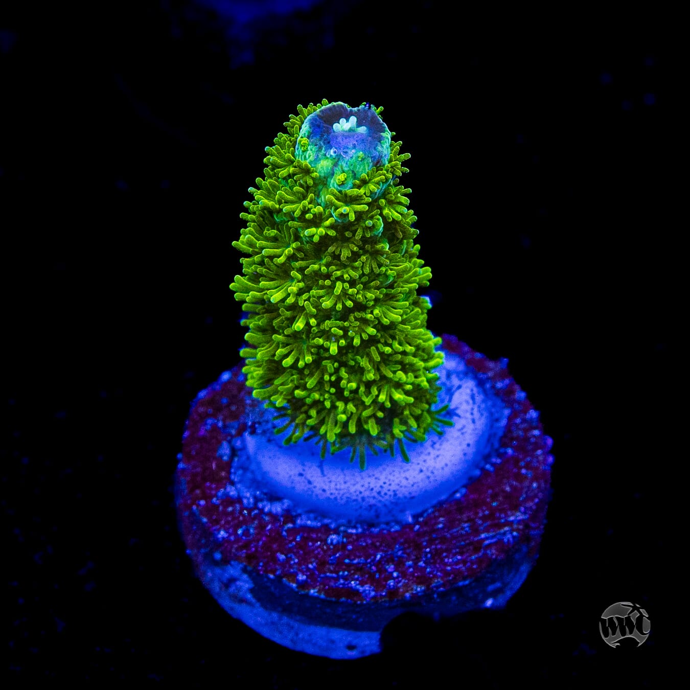 WWC Sloth Acropora