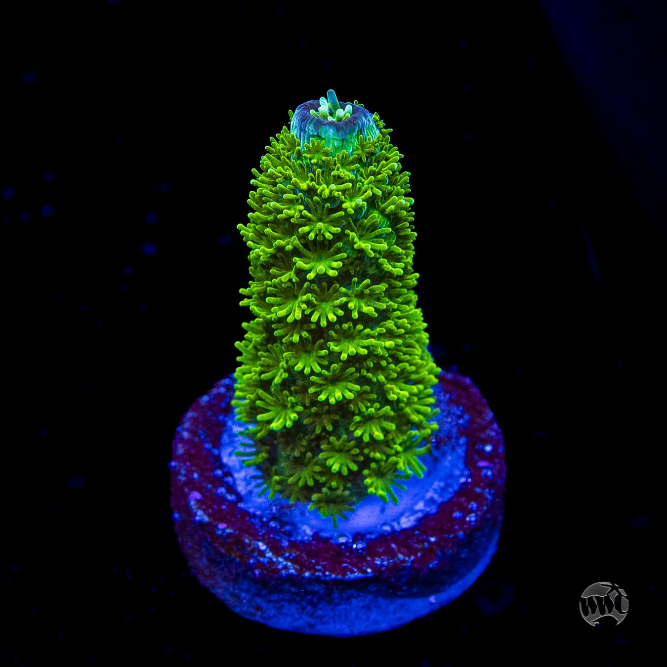 WWC Sloth Acropora