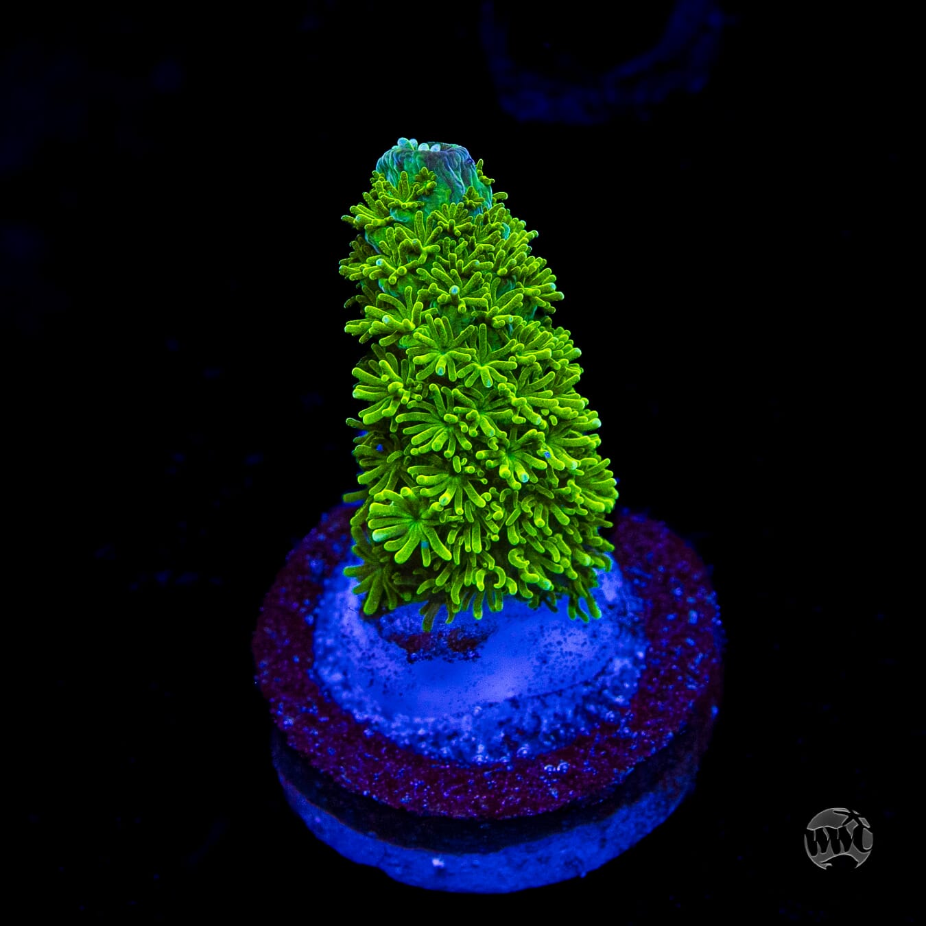 WWC Sloth Acropora