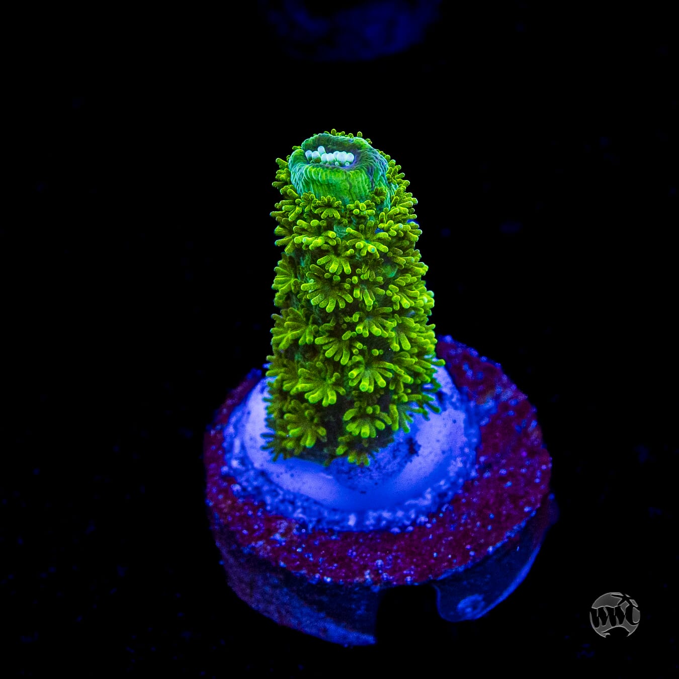 WWC Sloth Acropora