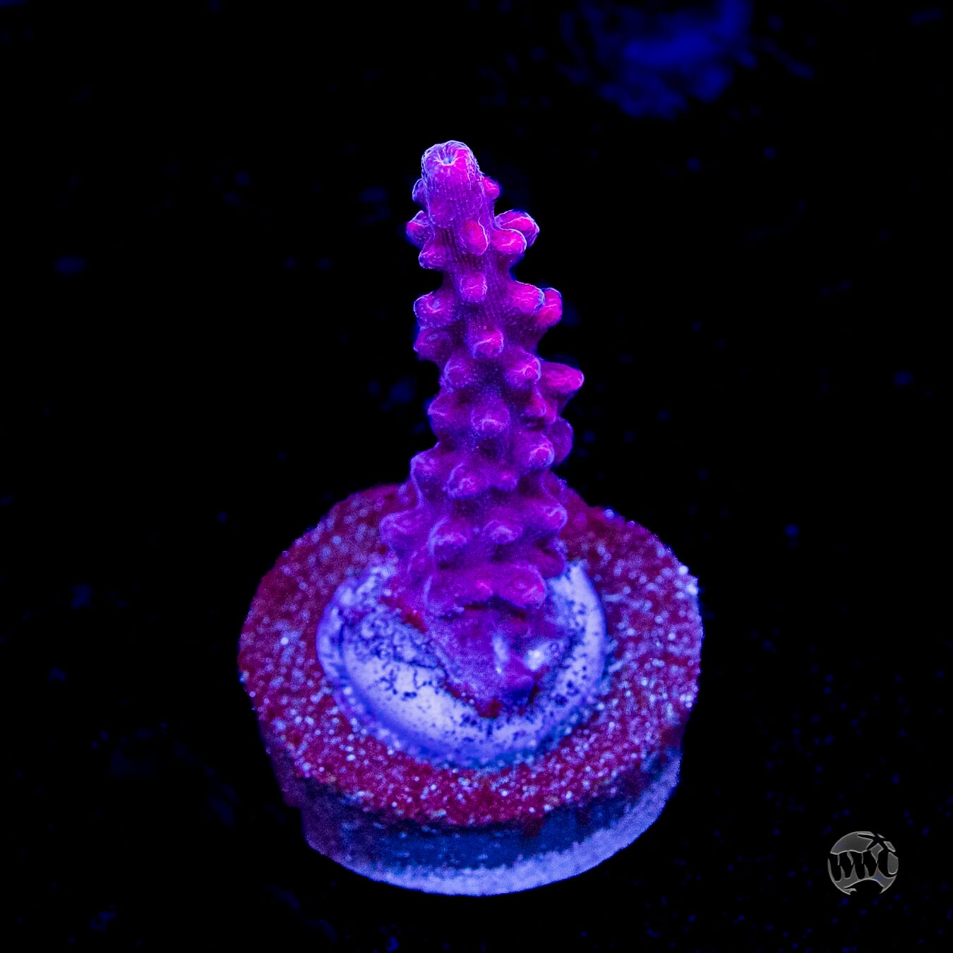 WWC Frozen Rose Acropora