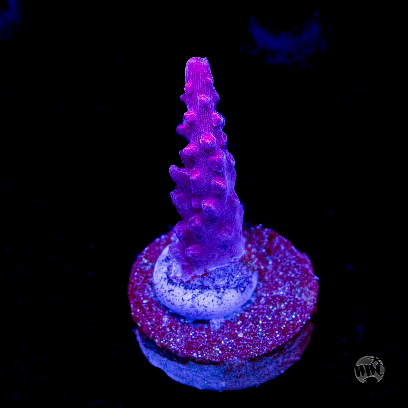 WWC Frozen Rose Acropora