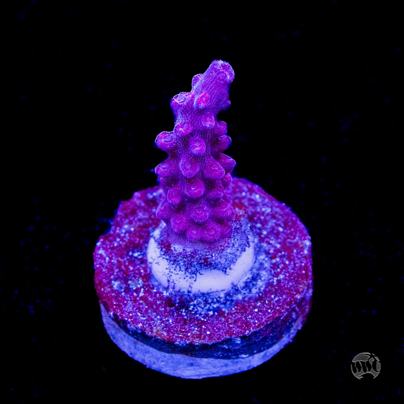 WWC Frozen Rose Acropora