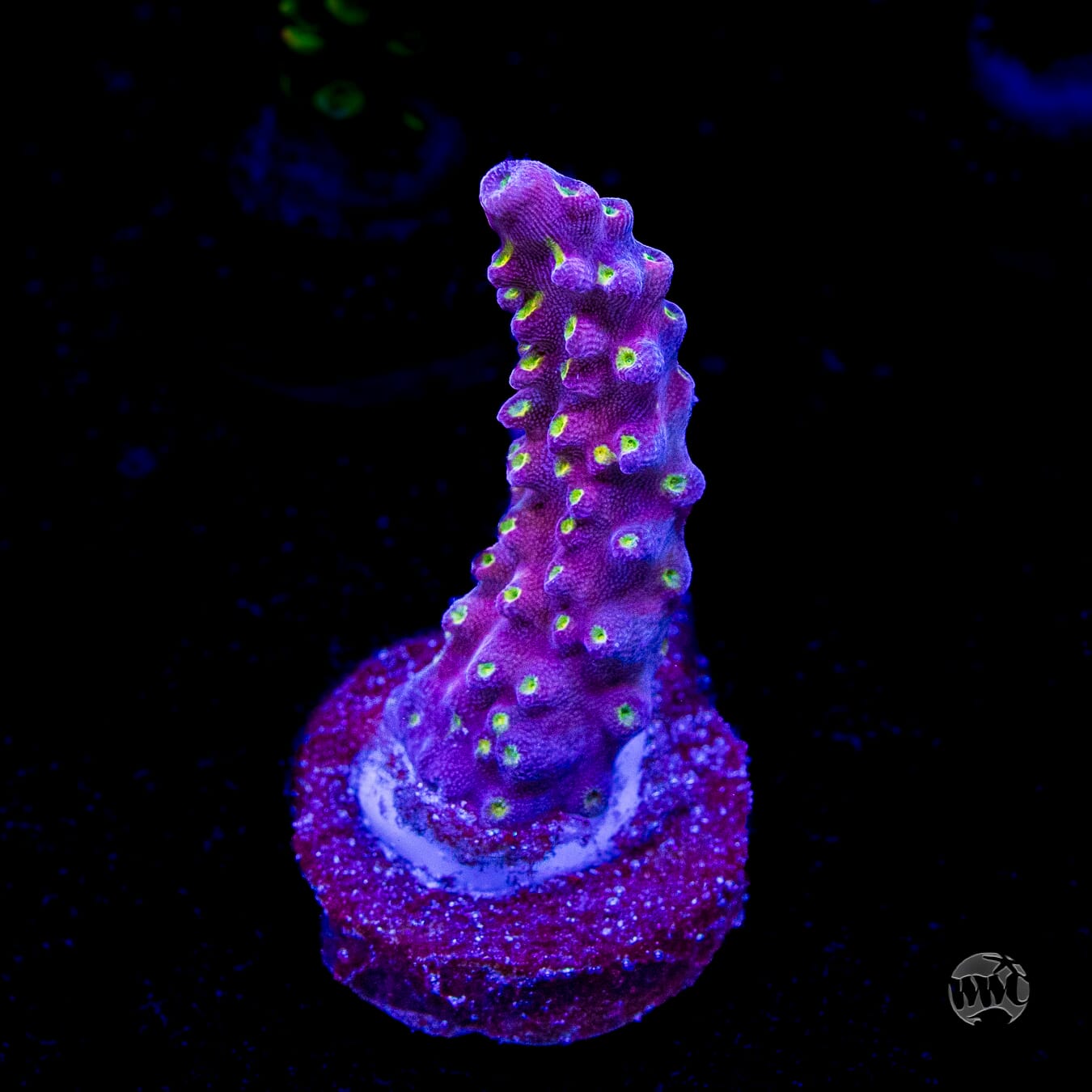WWC Fruit Mix Acropora